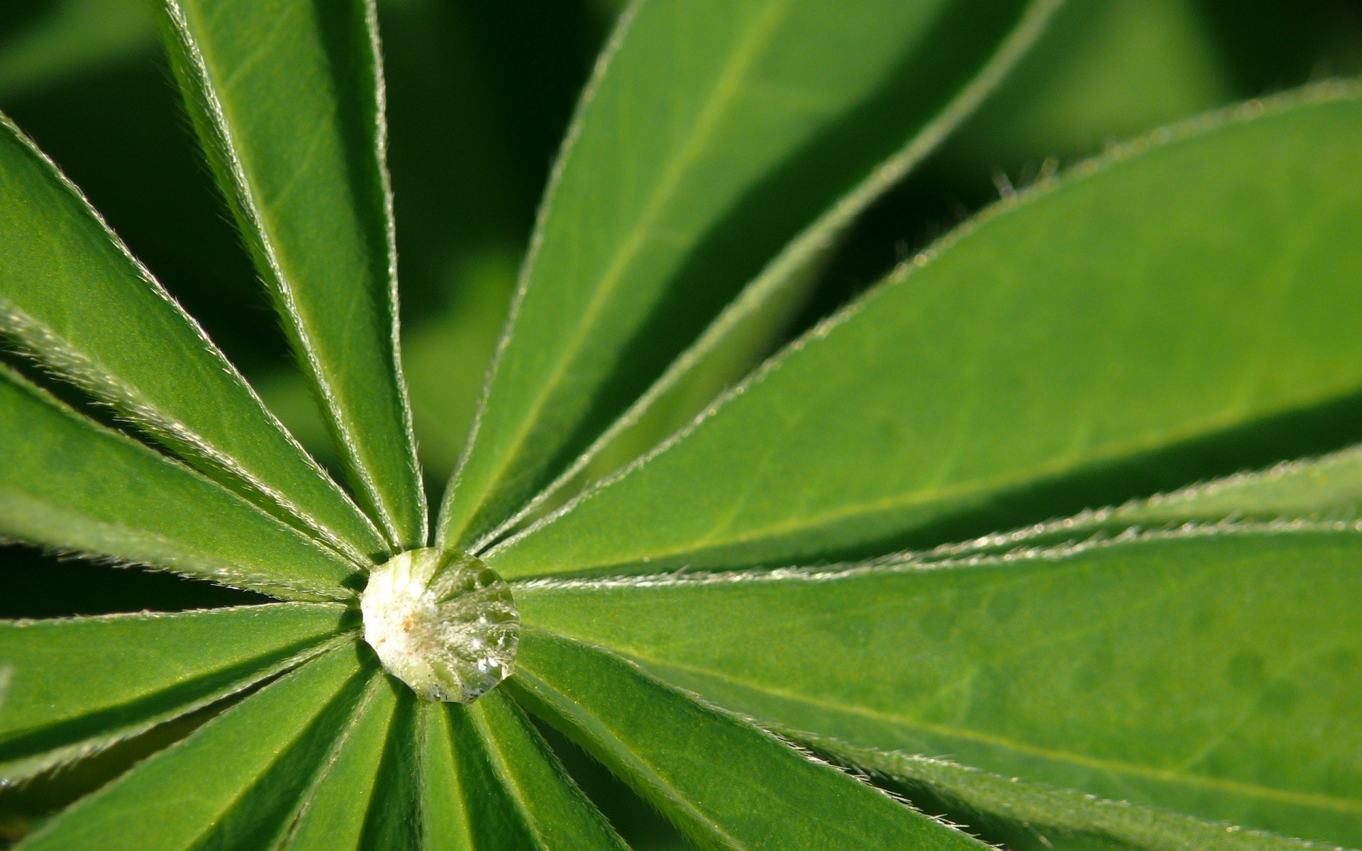 makroaufnahme blatt flora natur wachstum tau regen sommer tropfen garten schließen hell sauberkeit