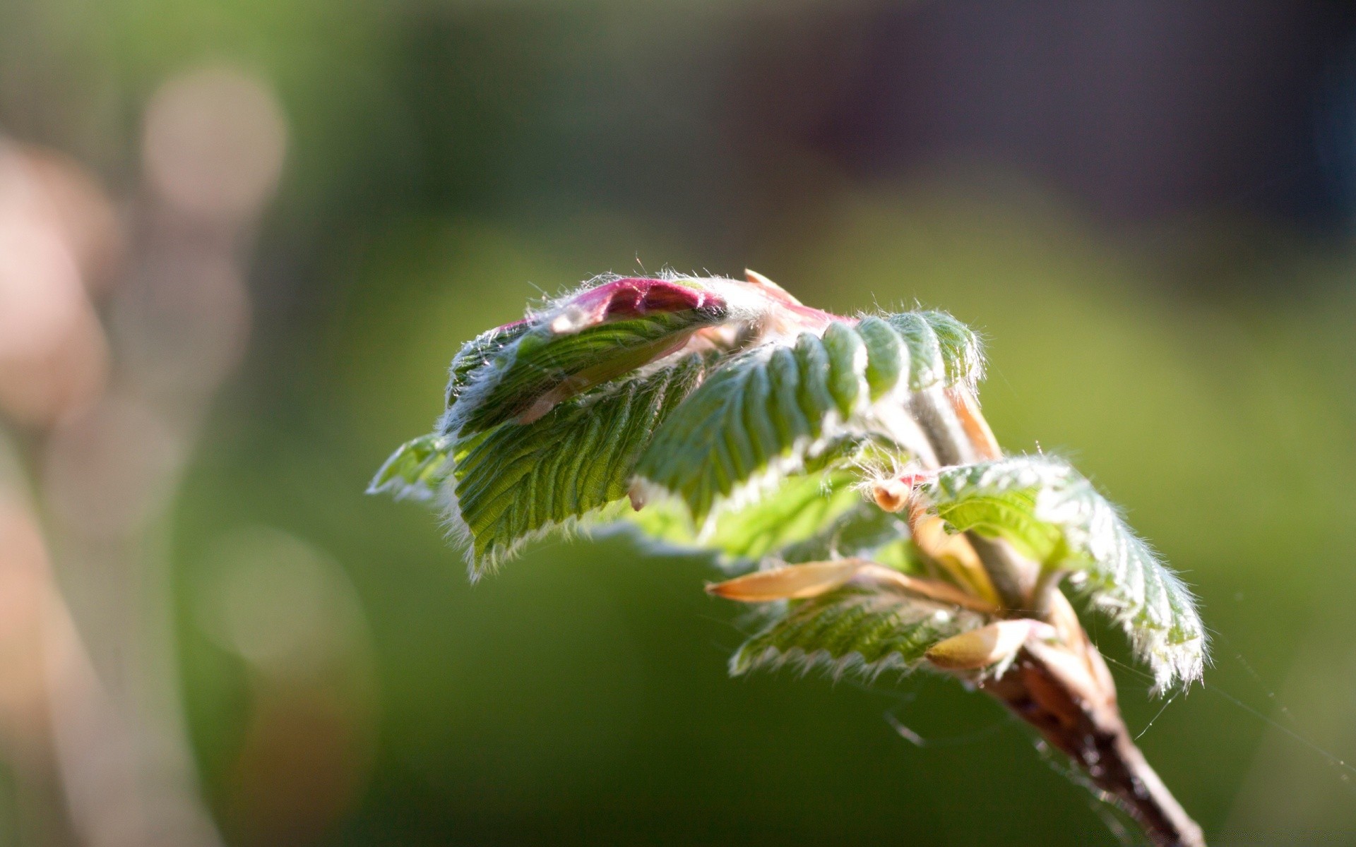 macro nature leaf insect flora outdoors close-up garden summer environment growth tree beautiful color park animal little desktop wildlife spider