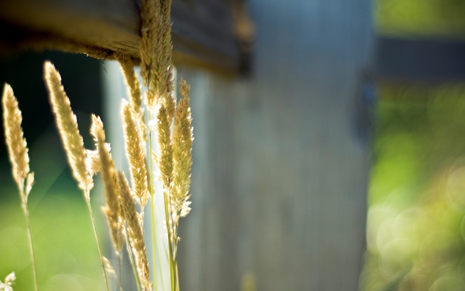 macro naturaleza al aire libre desenfoque hoja flora crecimiento comida otoño verano luz madera buen tiempo rural