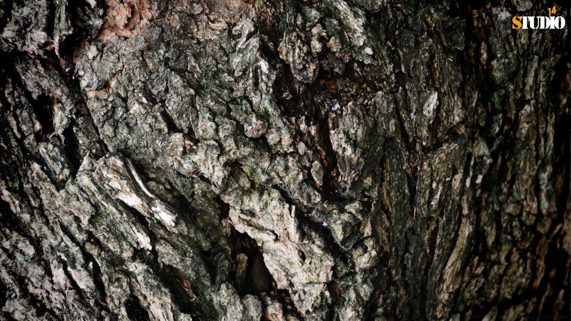 macro bark trunk tree wood desktop log texture rough surface pattern oak nature fabric environment tracery abstract old redwood dry