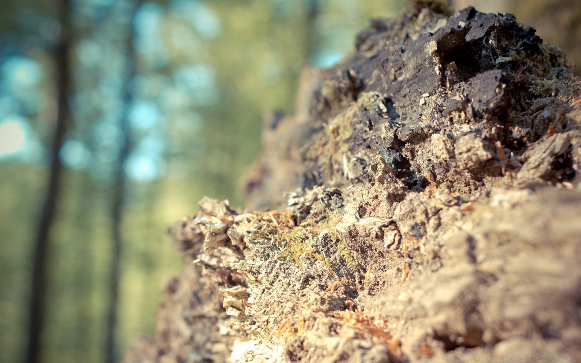 makro natura skała tekstura kamień zbliżenie pulpit na zewnątrz środowisko geologia