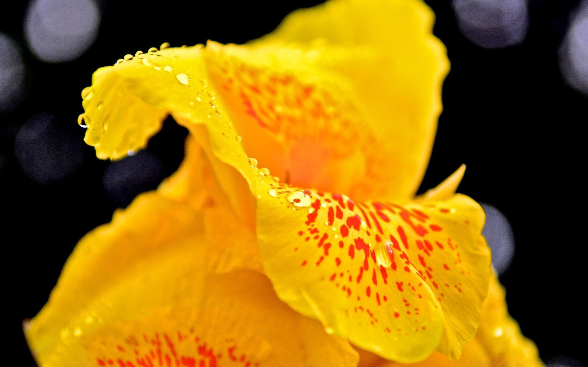 makroaufnahme natur blume flora blatt farbe hell wachstum sommer schön