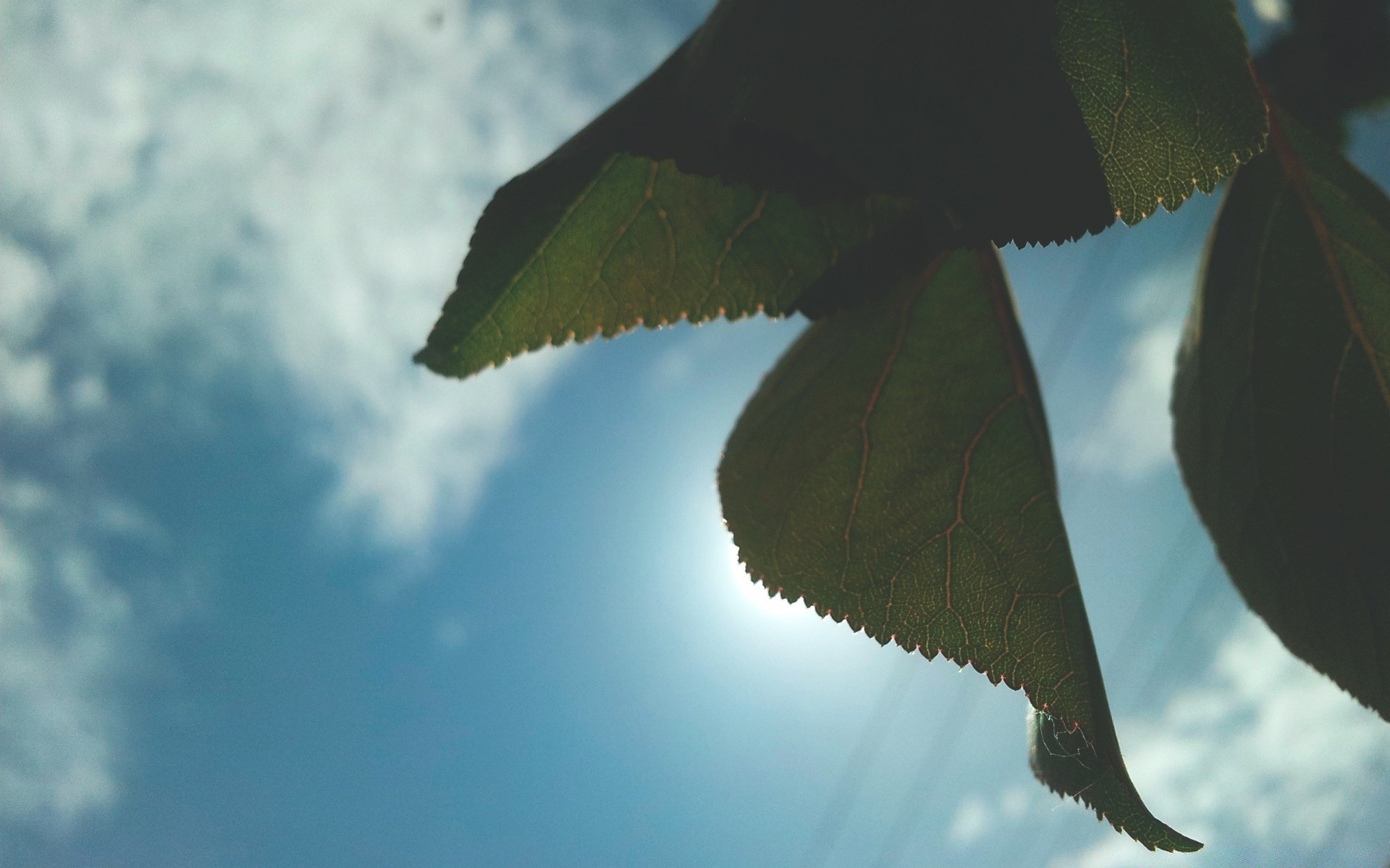 photographie macro nature ciel feuille à l extérieur arbre oiseau vol lumière du jour la faune