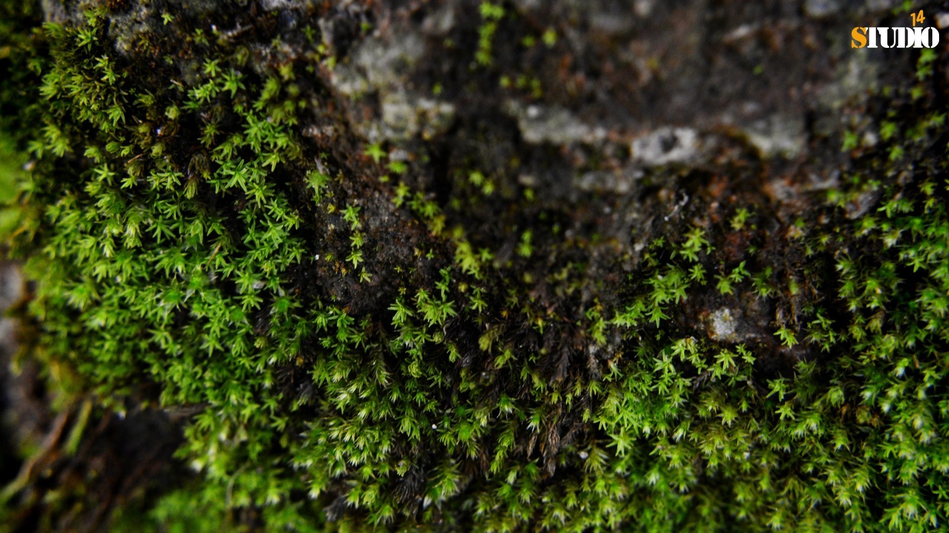 macro muschio natura yagel texture foglia crescita flora fungo legno superficie close-up ambiente tessuto desktop corteccia all aperto modello pietra muschio