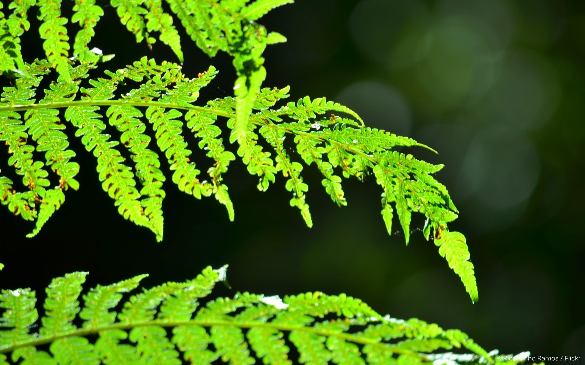 macro hoja naturaleza fern crecimiento flora al aire libre verano exuberante árbol medio ambiente ecología hierba jardín brillante madera frond desenfoque medicina