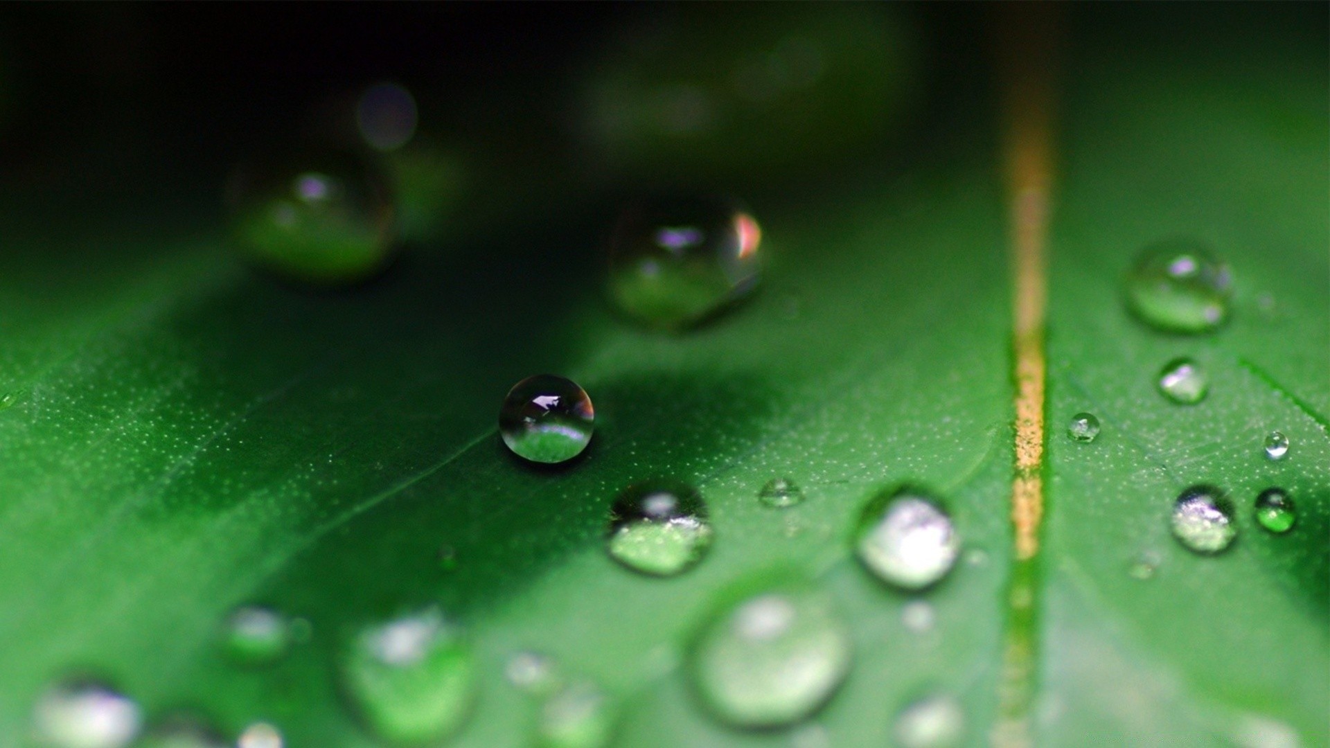 makro tau regen tropfen tropfen nass blatt tropfen wasser sauber flora flüssigkeit sauber natur reflexion medium wachstum wassertropfen