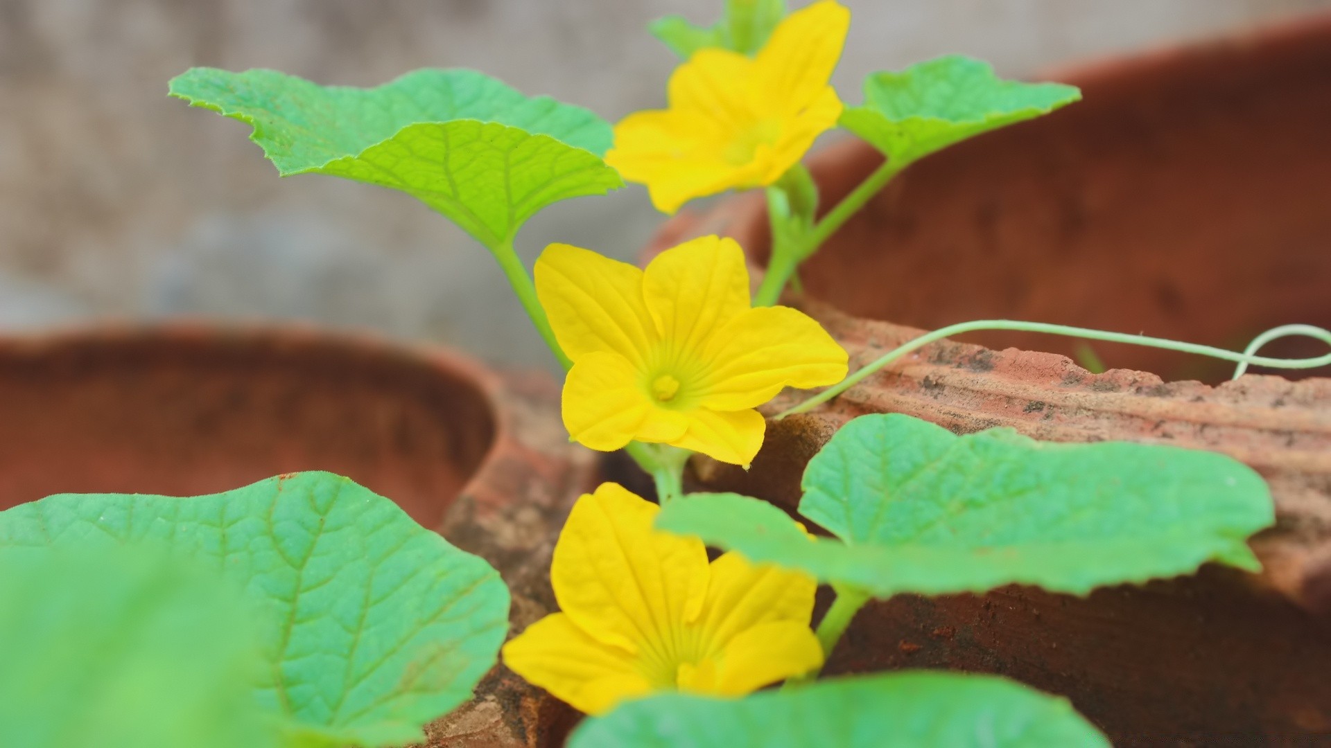 makro liść natura flora kwiat ogród lato na zewnątrz kolor