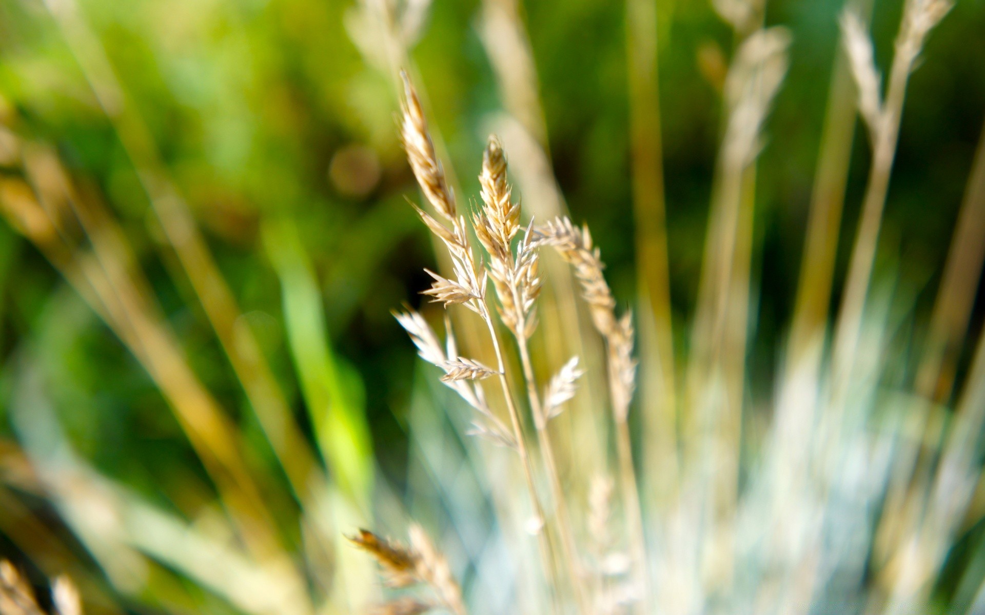 macro nature leaf flora growth grass summer outdoors rural blur fair weather agriculture field husk close-up