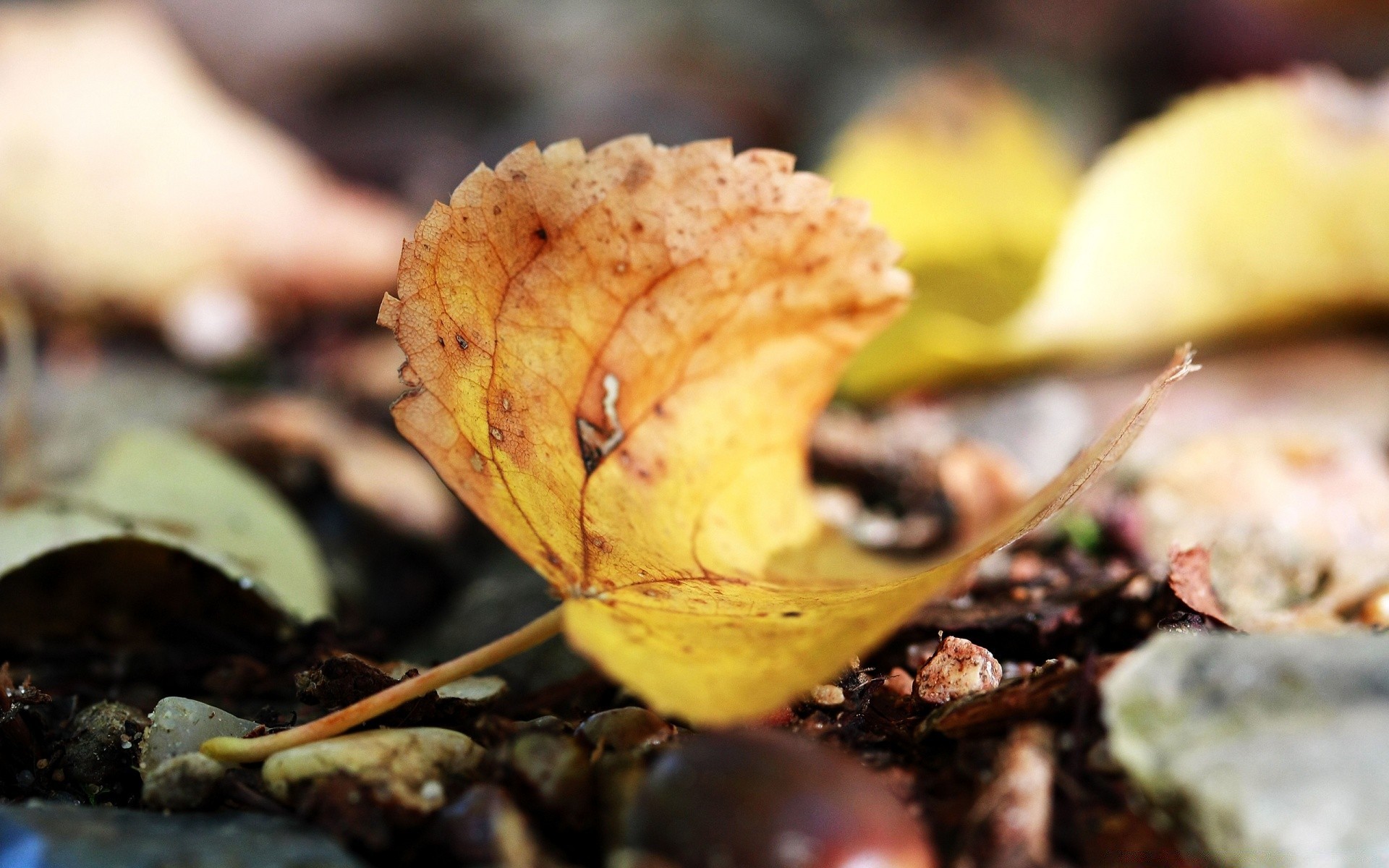 macro otoño naturaleza hoja madera flora al aire libre comida primer plano temporada color