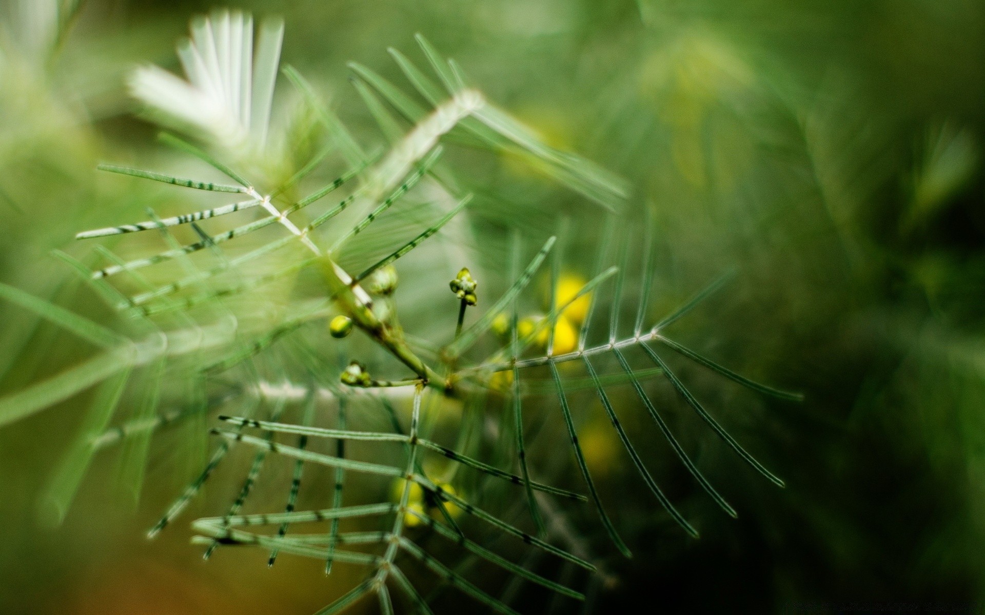 makroaufnahme natur blatt flora spinne insekt garten sommer schließen desktop licht farbe im freien blume gras hell sonne unschärfe