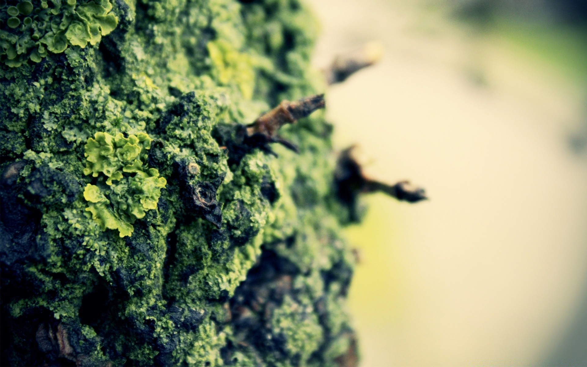 makroaufnahme blatt flora natur desktop medizin schließen marihuana holz im freien