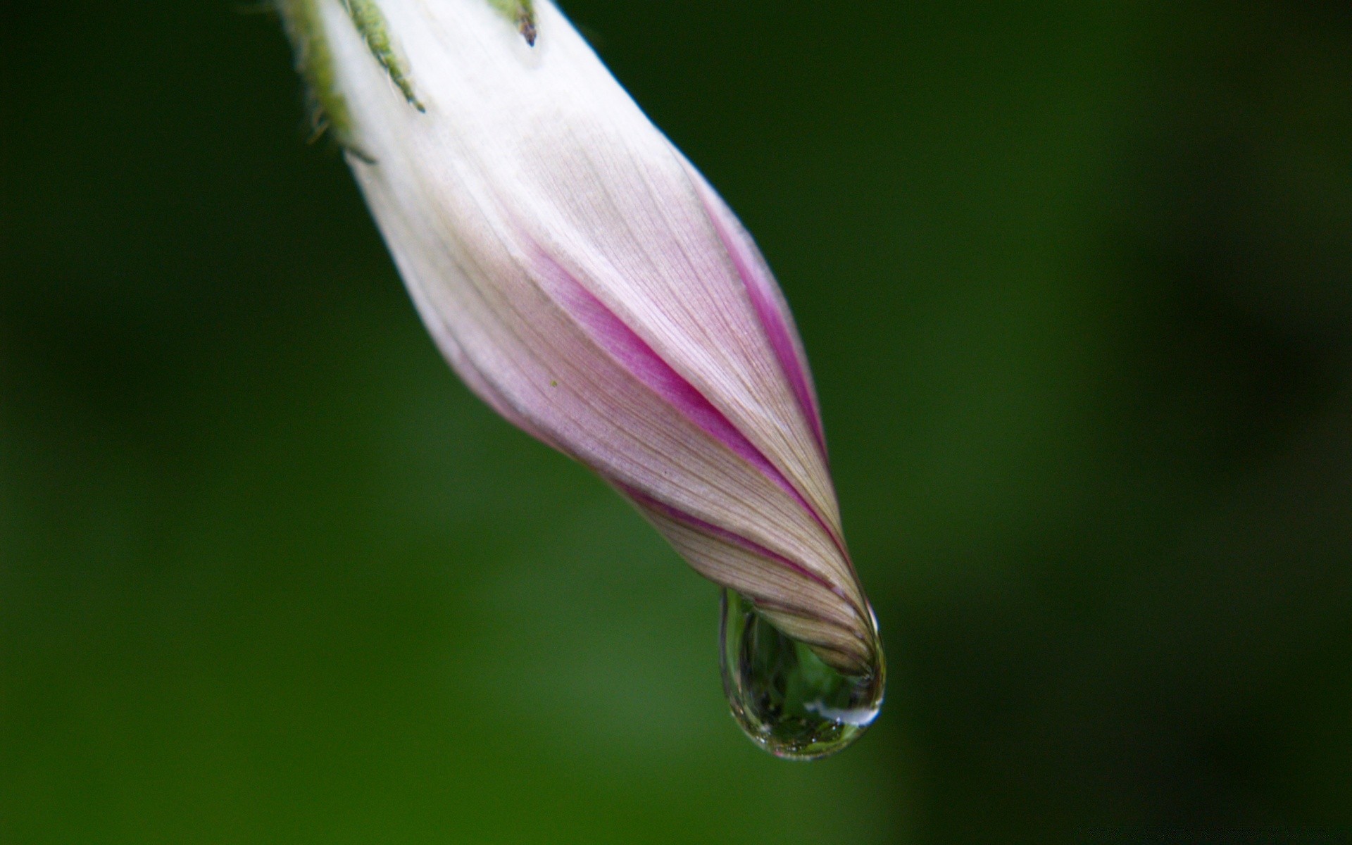 macro flor naturaleza hoja flora jardín verano delicado brillante desenfoque dof color rocío