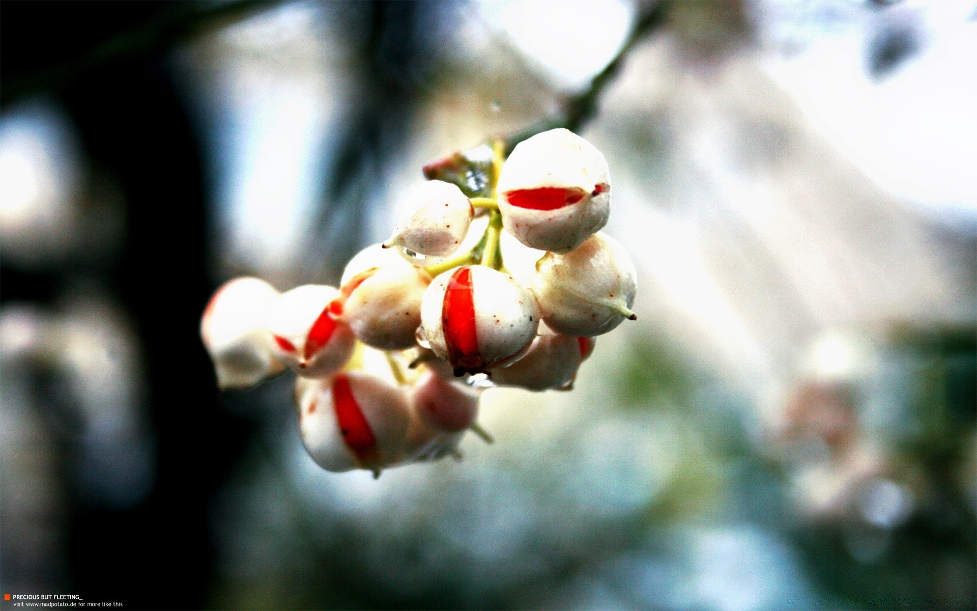 makroaufnahme winter im freien natur unschärfe baum blume jahreszeit weihnachten flora ast blatt sommer