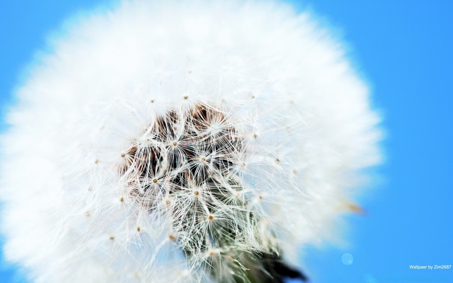 macro natura dente di leone cielo all aperto estate giù luminoso crescita bel tempo flora stagione gelo inverno sole fiore tempo