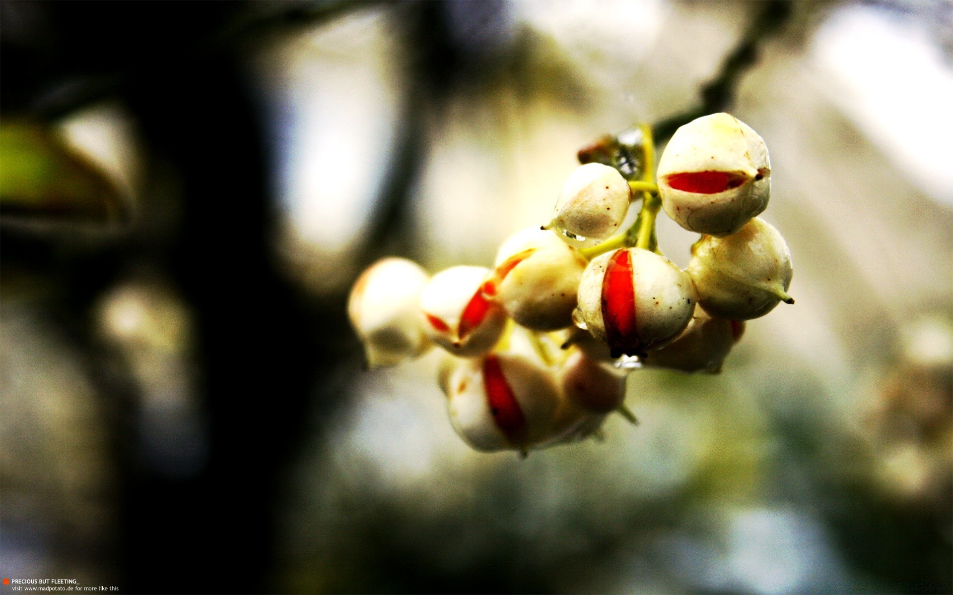 macro desenfoque naturaleza fruta al aire libre árbol flor comida manzana hoja flora invierno