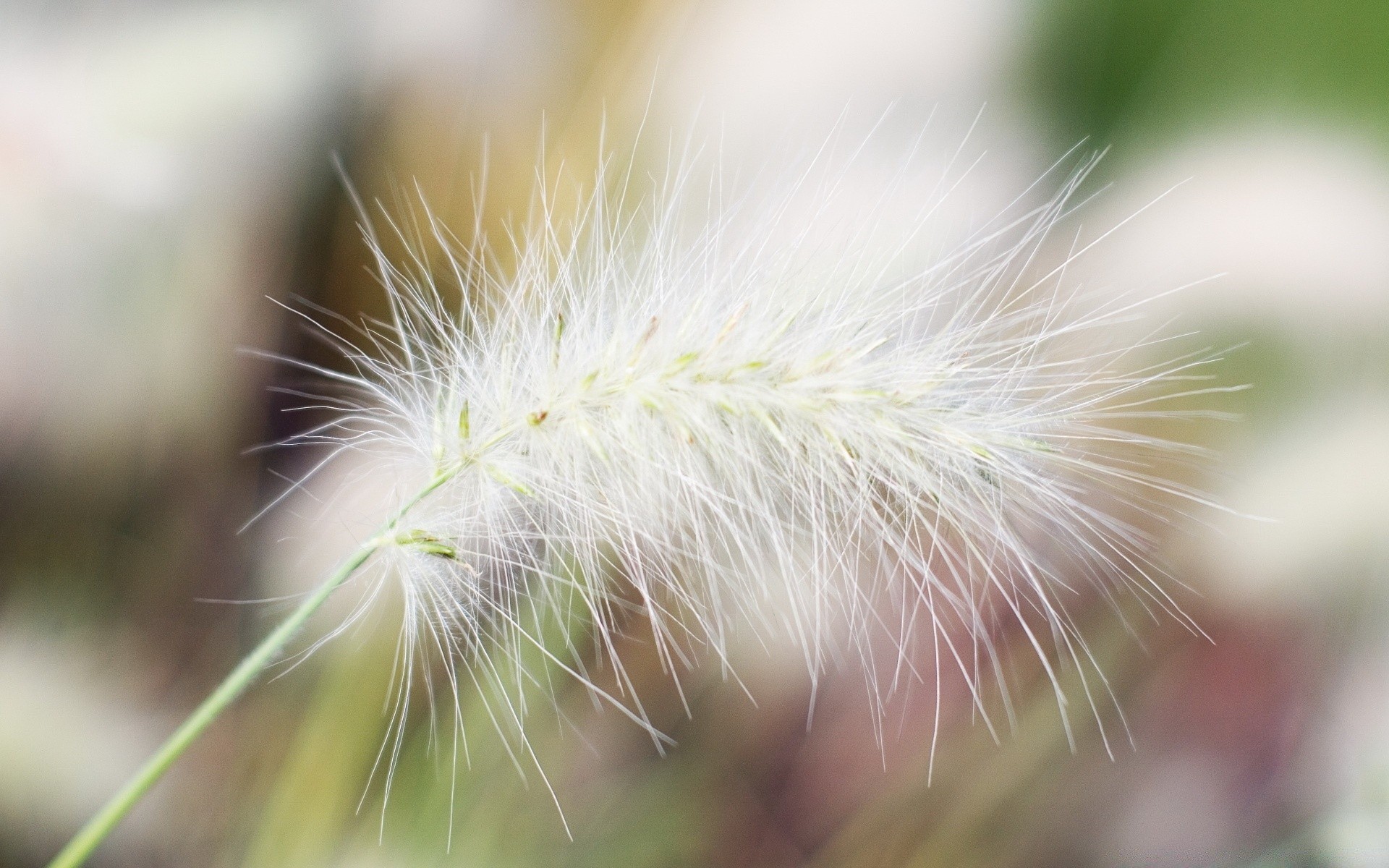 makro natur sommer flora wachstum schließen hell gras garten blume samen blatt im freien farbe sanft medium sonne schön gutes wetter feld