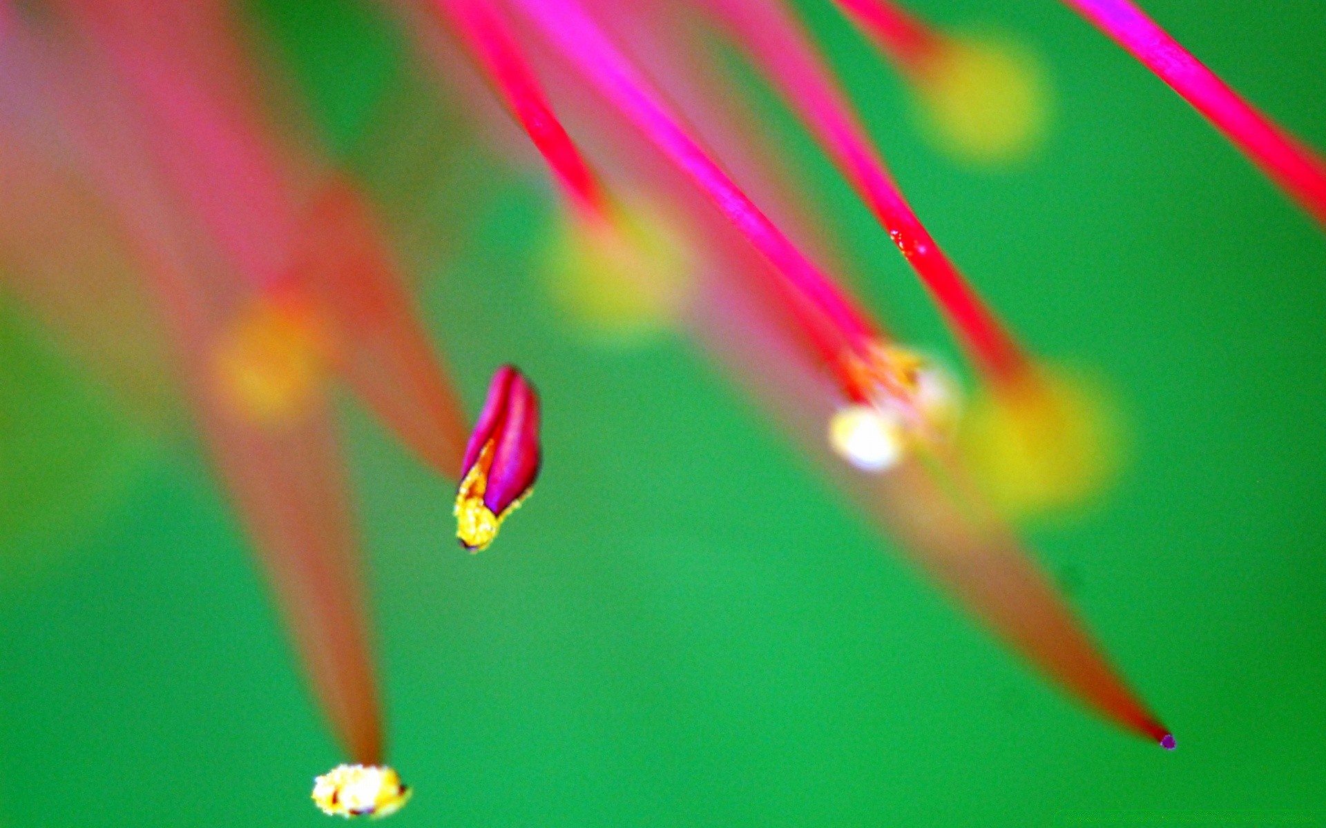 macro borrão brilhante cor natureza arte