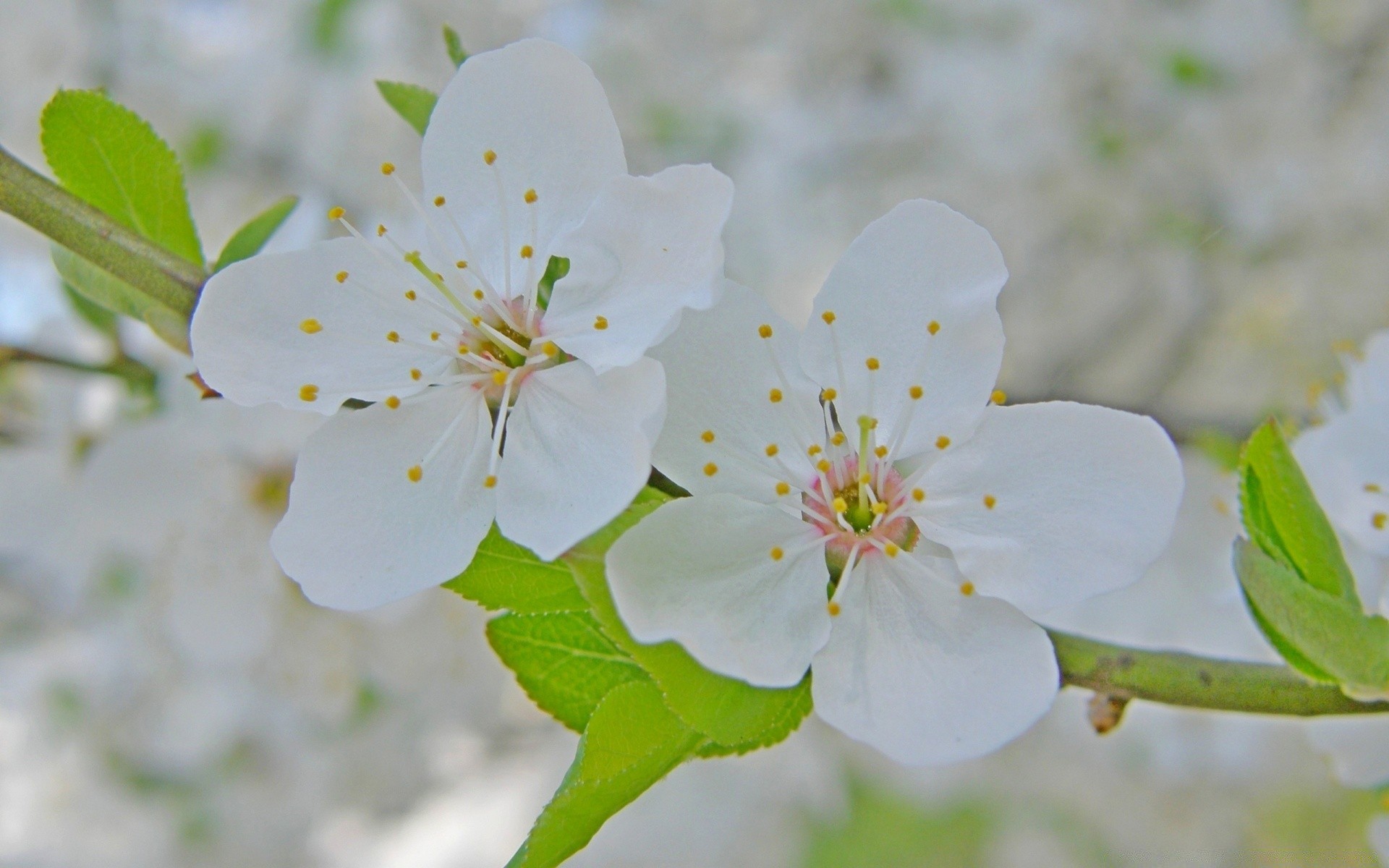 makro kwiat natura liść flora wiśnia drzewo oddział wzrost bluming płatek na zewnątrz ogród kolego lato jabłko kwiatowy sezon jasne zbliżenie