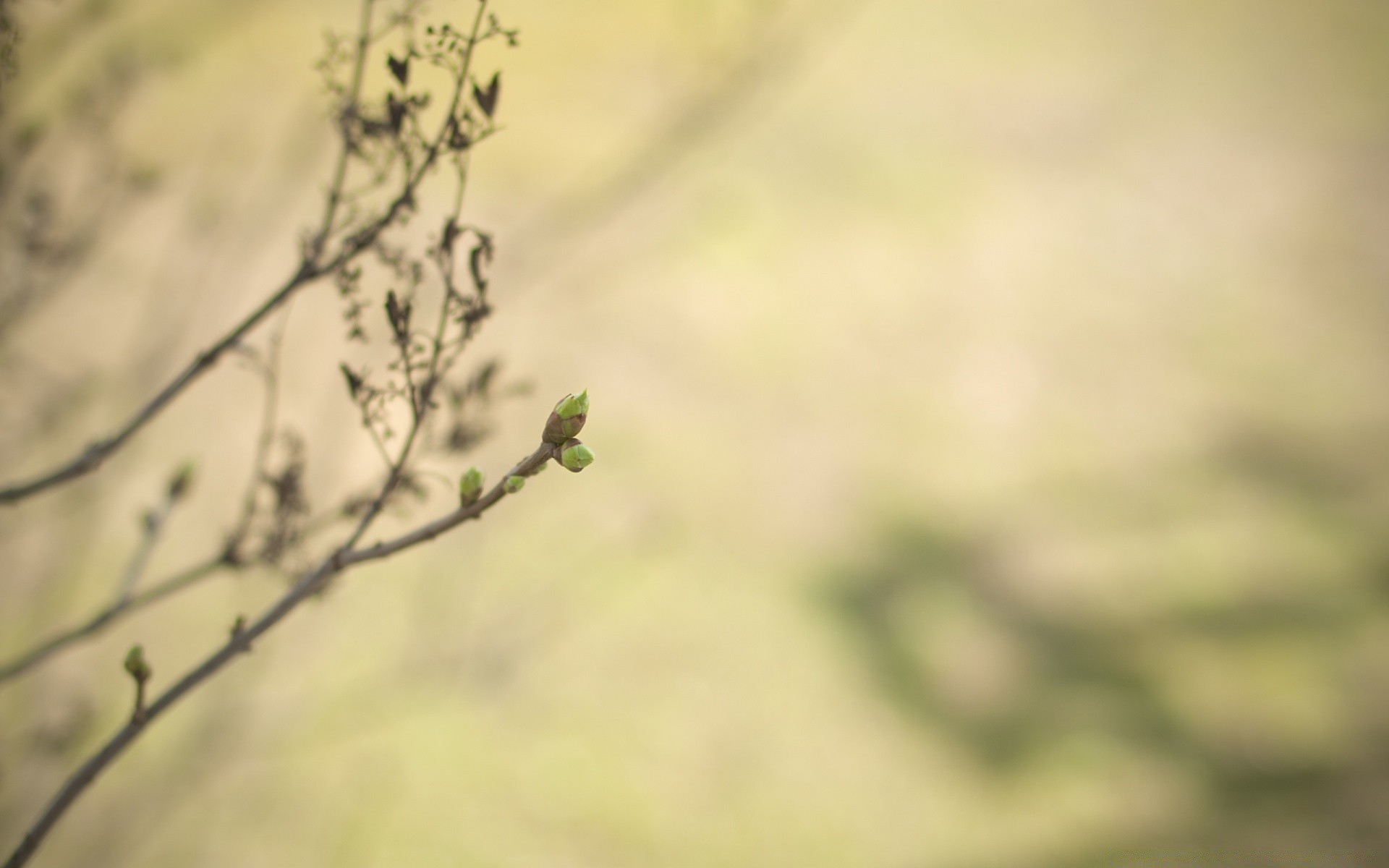 makro unschärfe abstrakt natur blatt blume garten dof flora vogel desktop kunst dämmerung licht baum wachstum sonne farbe gutes wetter sommer