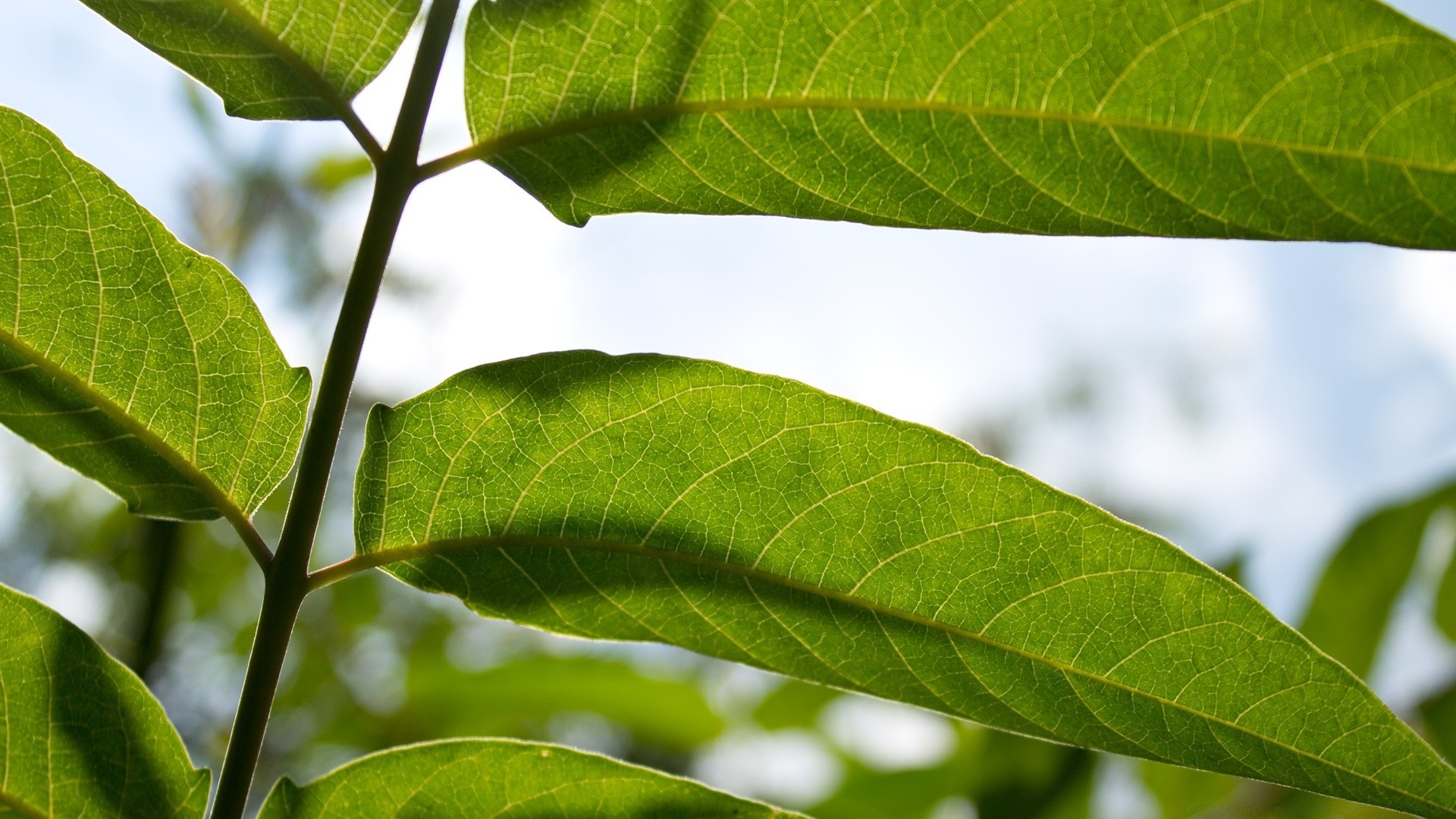 macro leaf flora nature growth close-up summer garden environment agriculture tree ecology branch freshness food lush bright close rain