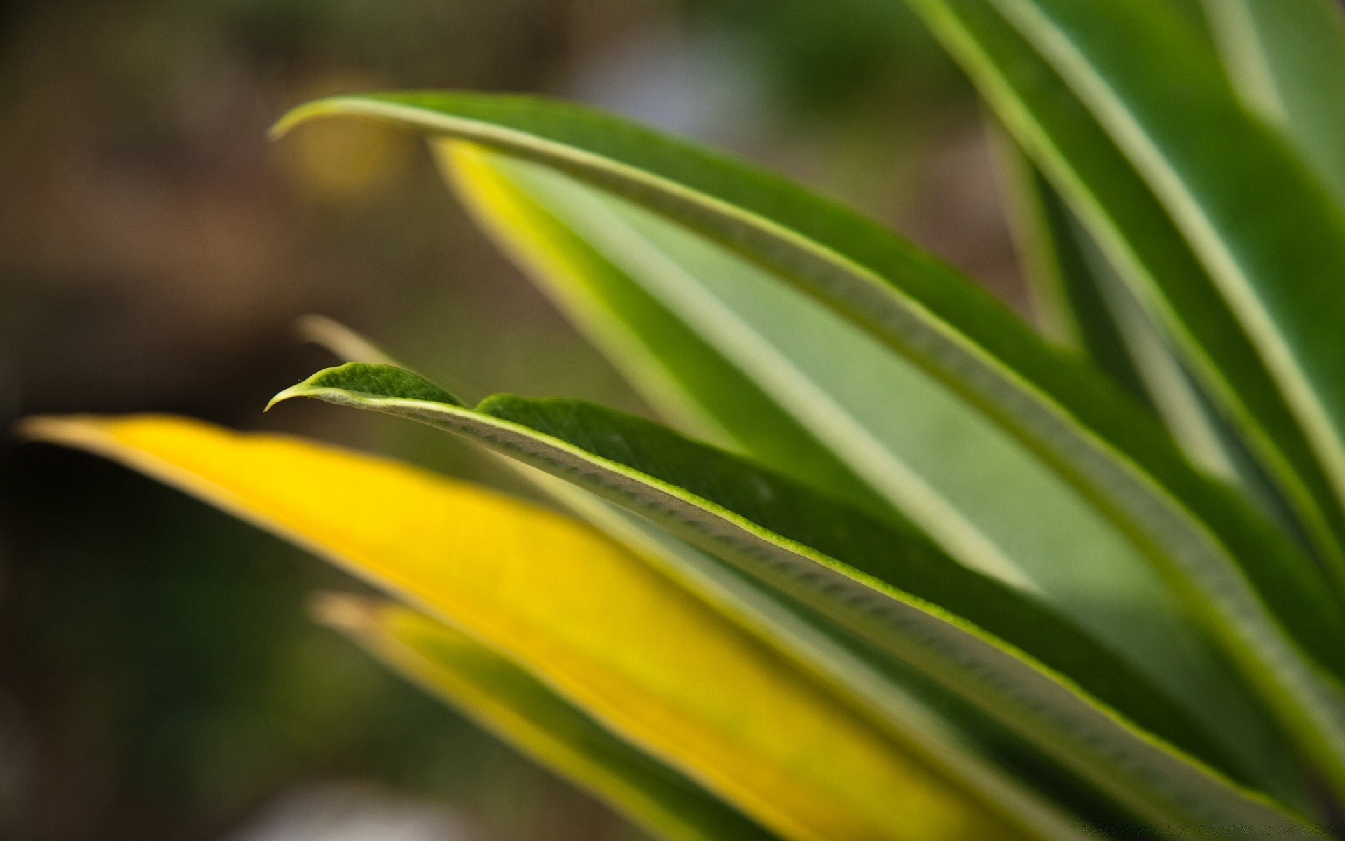 makroaufnahme blatt flora natur wachstum regen tau garten sauberkeit im freien hell farbe sommer