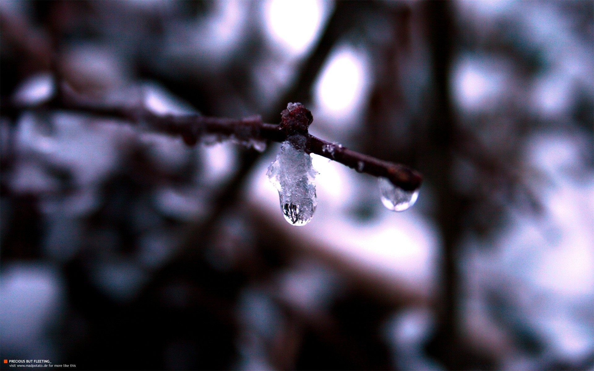 macro à l extérieur hiver flou nature branche arbre neige gel automne mise au point dof pluie congelés feuille rosée bois lumière froid