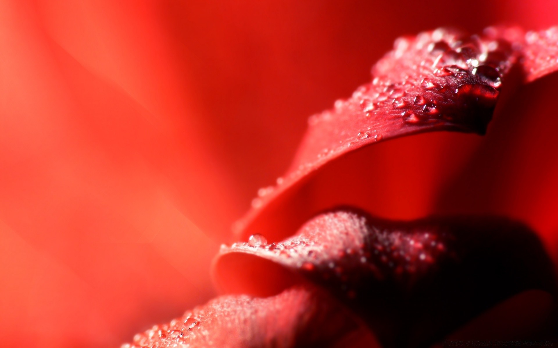 macro fleur chute rose nature rosée humide amour jardin eau été feuille pluie flore