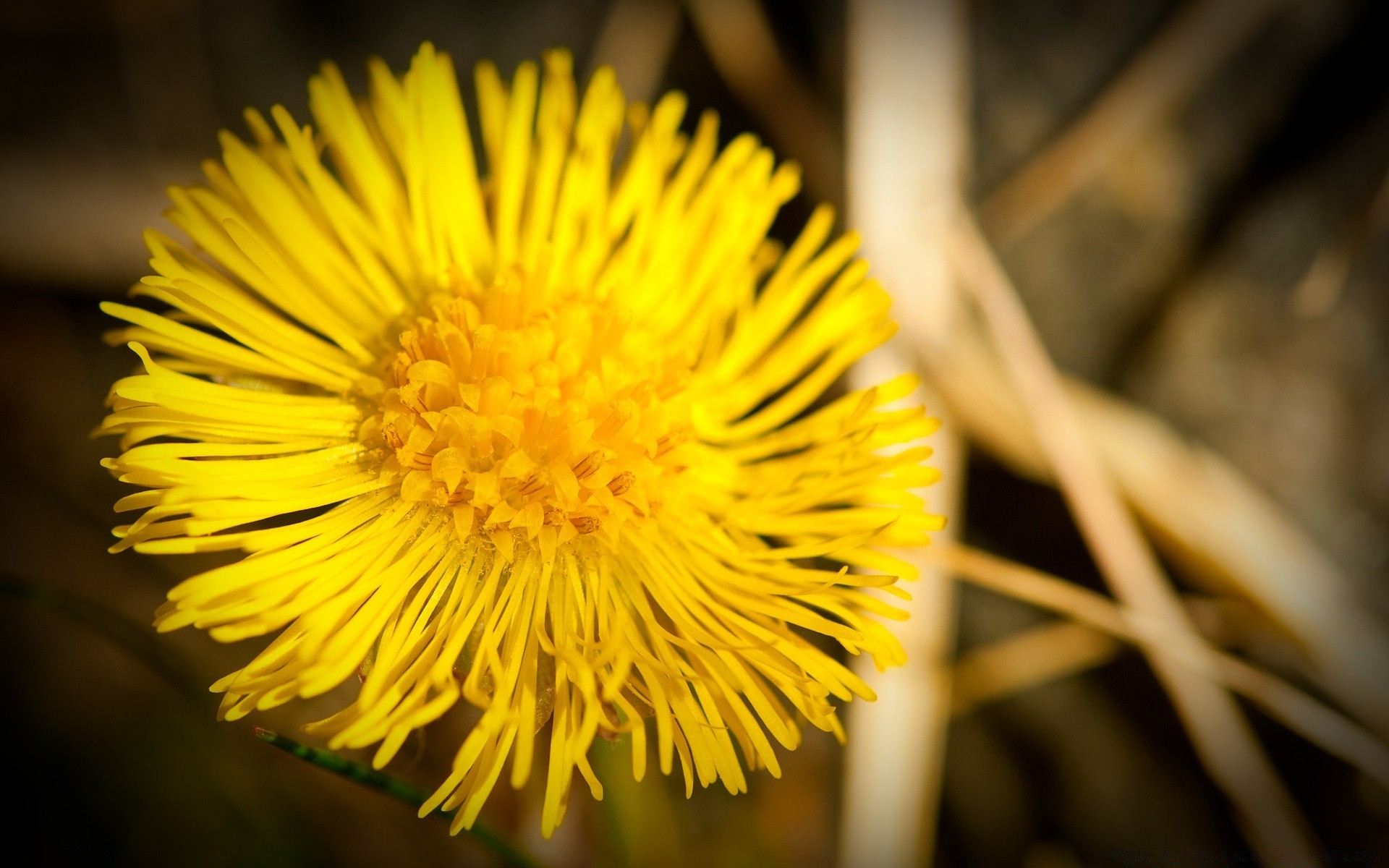 makro fotoğrafçılığı doğa çiçek flora açık havada yaprak bahçe