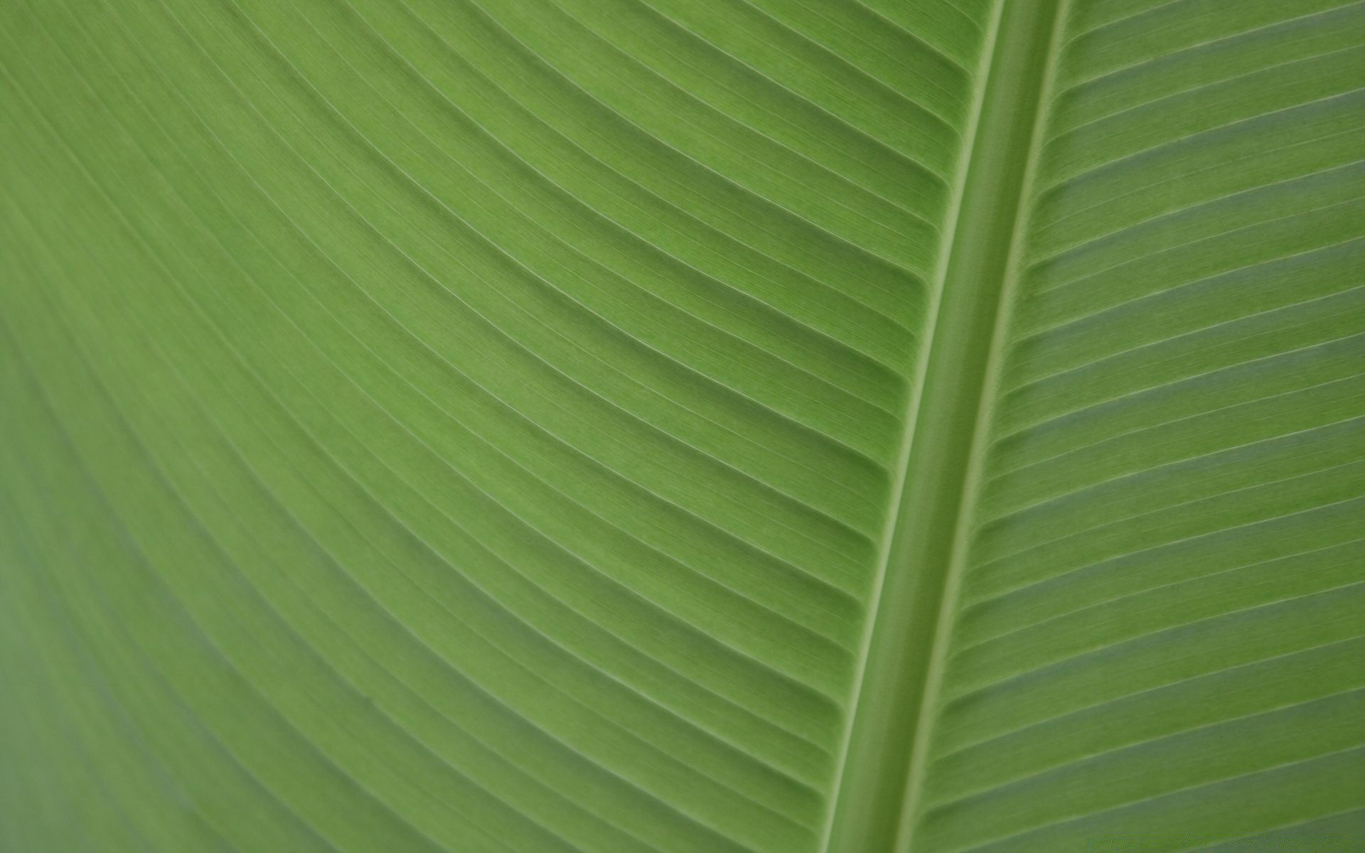 makro fotoğrafçılığı yaprak flora büyüme fotosentez masaüstü doğrusal yemyeşil ekoloji soyut doğa bahçe damarlar doku yaz çevre çevre