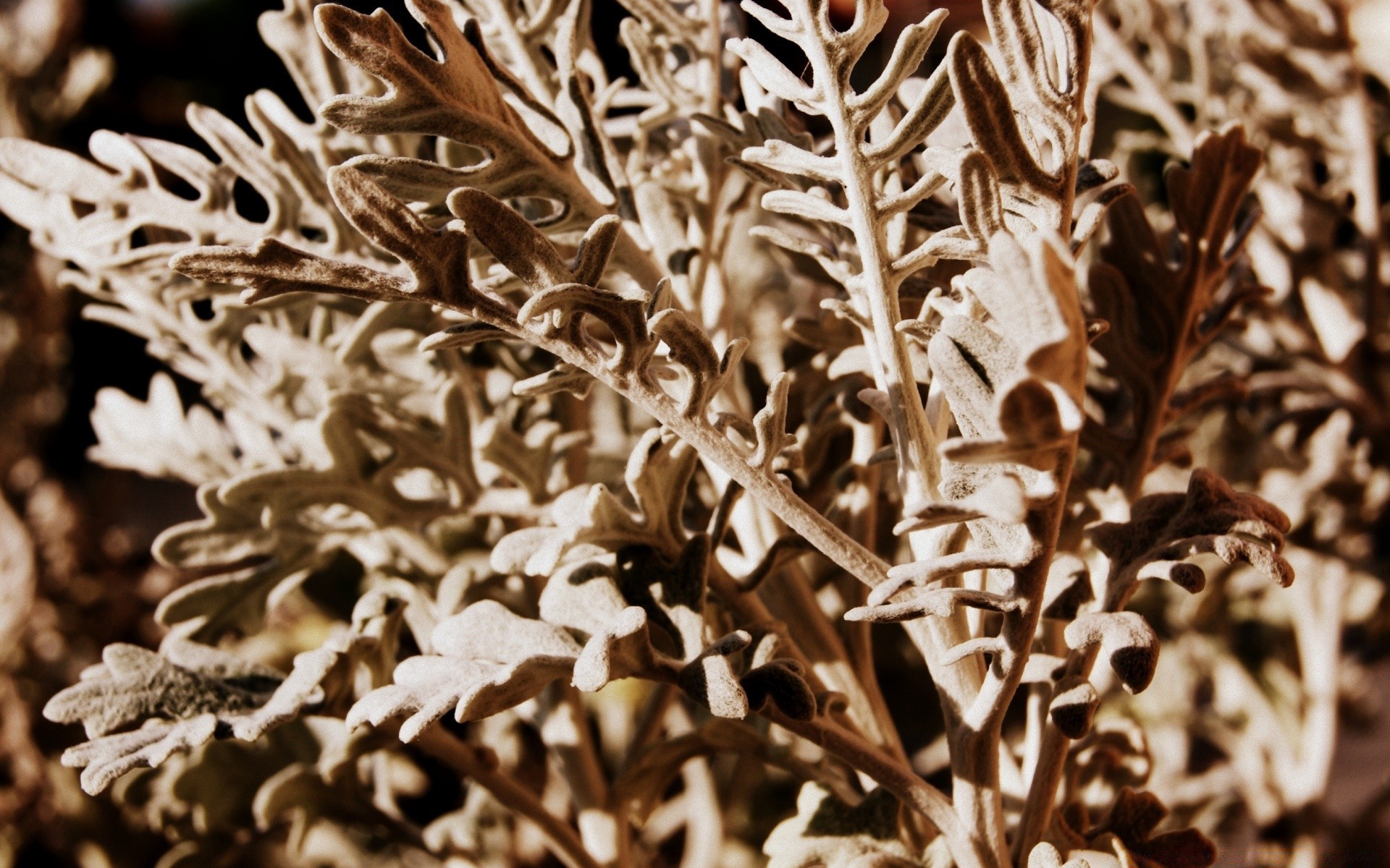 makro fotoğrafçılığı doğa frost masaüstü desen flora dekorasyon yakın çekim yaprak kış doku soyut tasarım ahşap