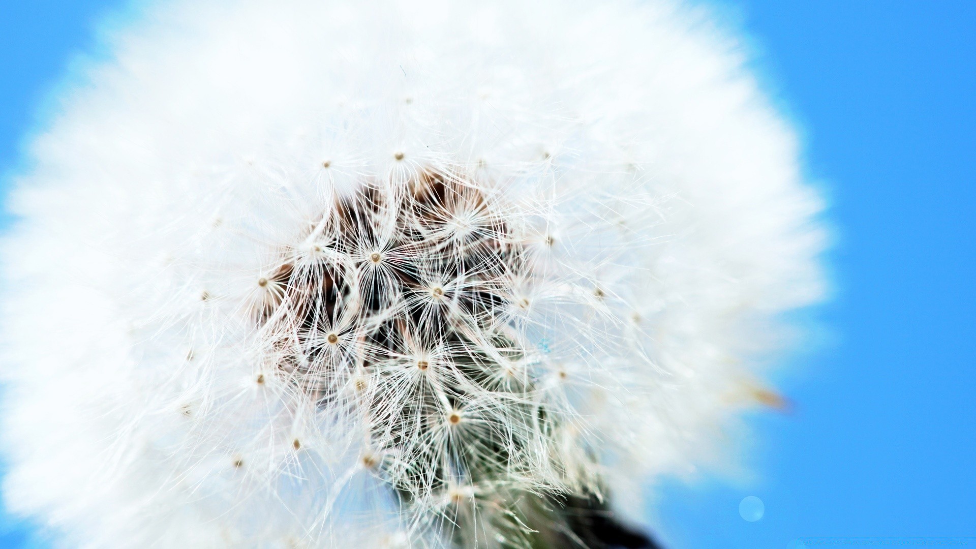 macro dente de leão natureza para baixo brilhante temporada verão flora crescimento céu ao ar livre semente inverno geada cor neve luz flor close - up festival