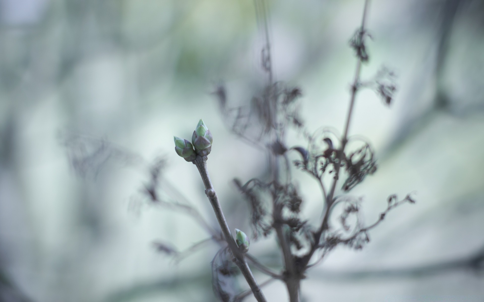 macro nature fleur dof feuille arbre flou hiver lumière oiseau à l extérieur branche jardin aube flore croissance