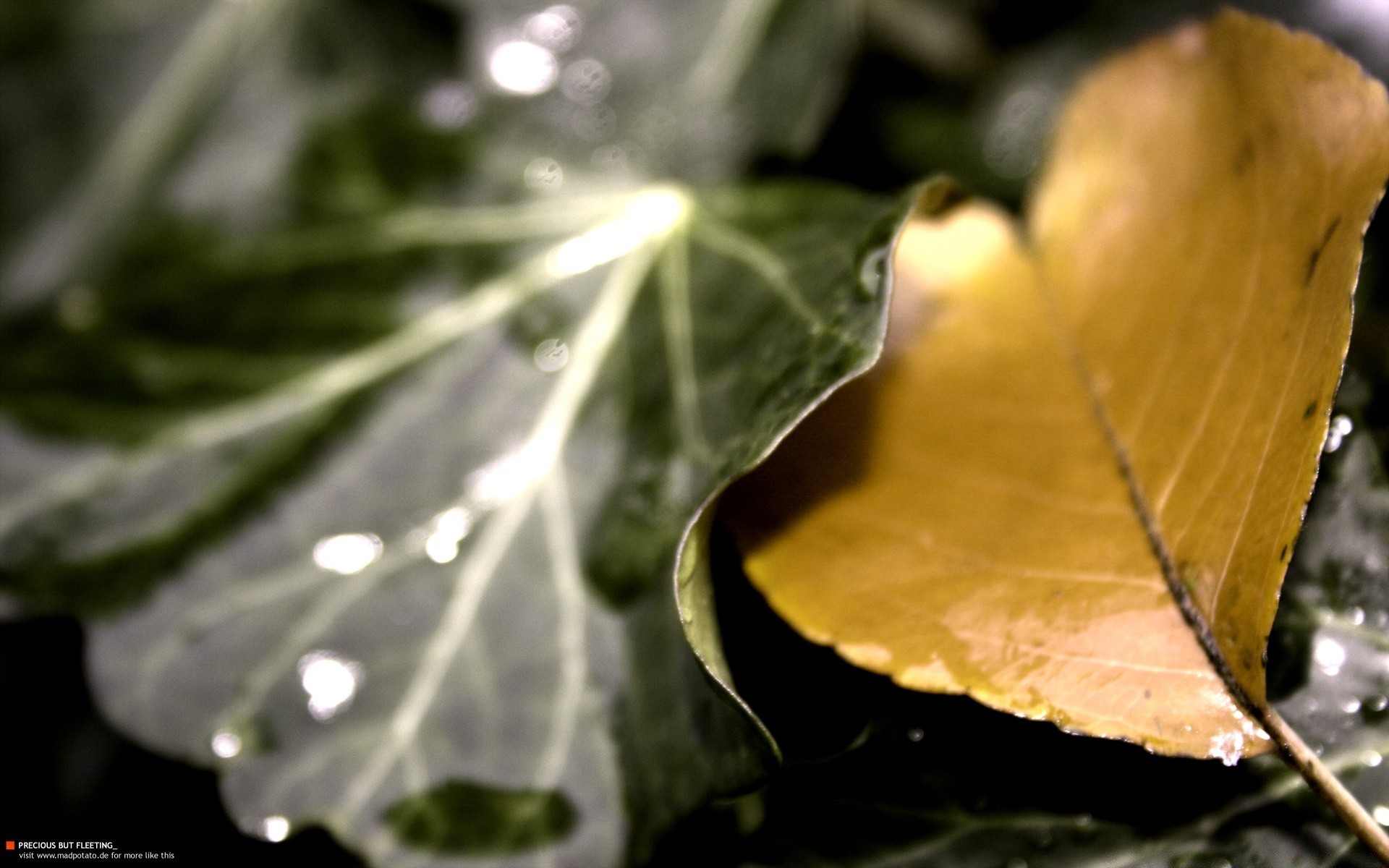 makro blatt natur wasser flora regen im freien herbst tau fallen baum garten nass wachstum hell licht holz desktop farbe schließen