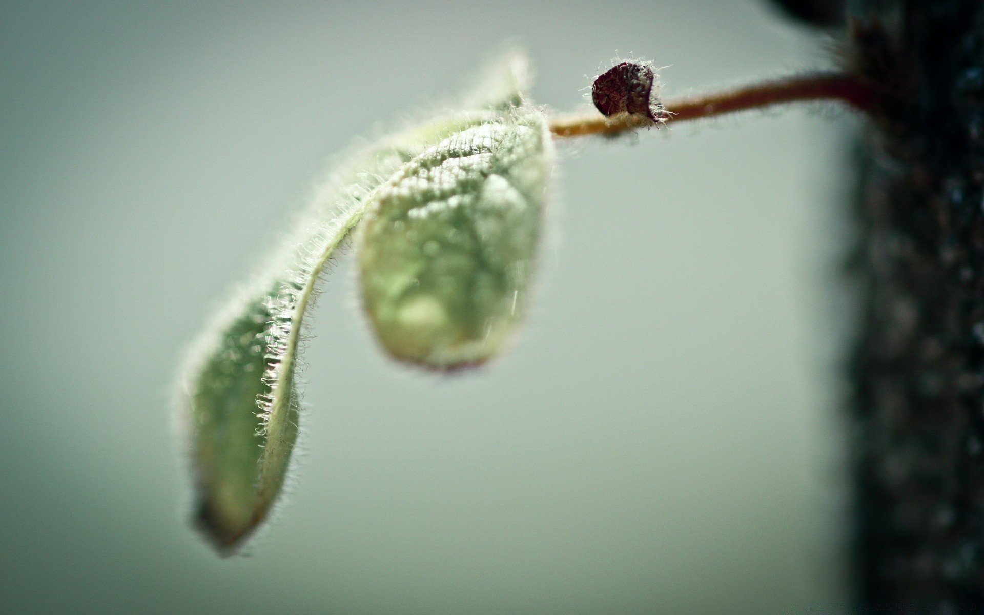 macro natureza queda folha jardim flora inseto chuva biologia cor invertebrados dof borrão crescimento comida árvore água orvalho micro flor