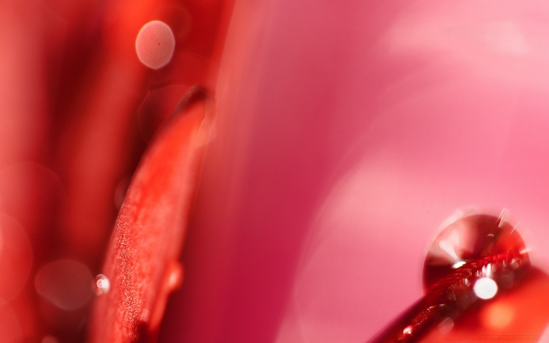 macro drop flower love dew abstract color wet dof water blur