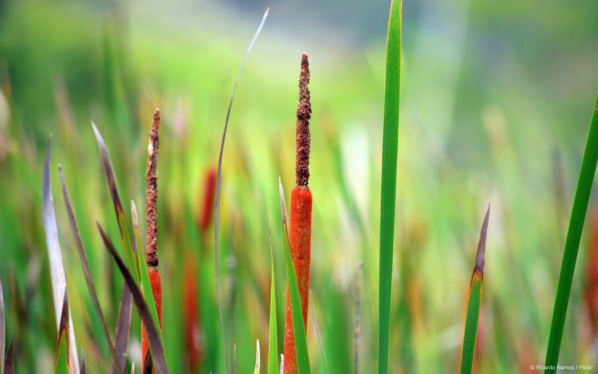 macro grass nature flora leaf growth garden summer field outdoors environment close-up hayfield dawn bright dew ecology lawn reed husk