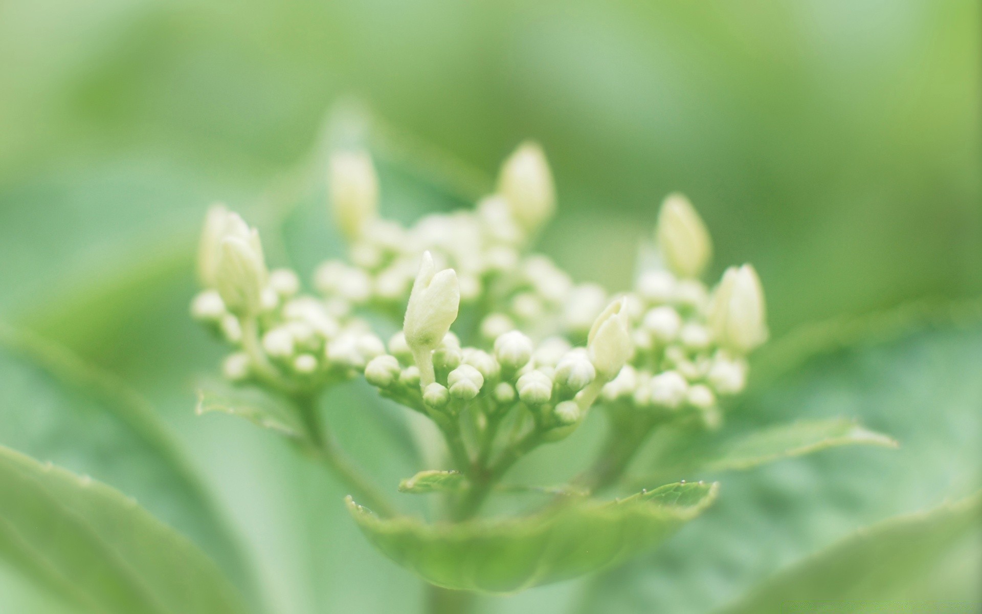 macro nature feuille flore été jardin fleur gros plan à l extérieur croissance