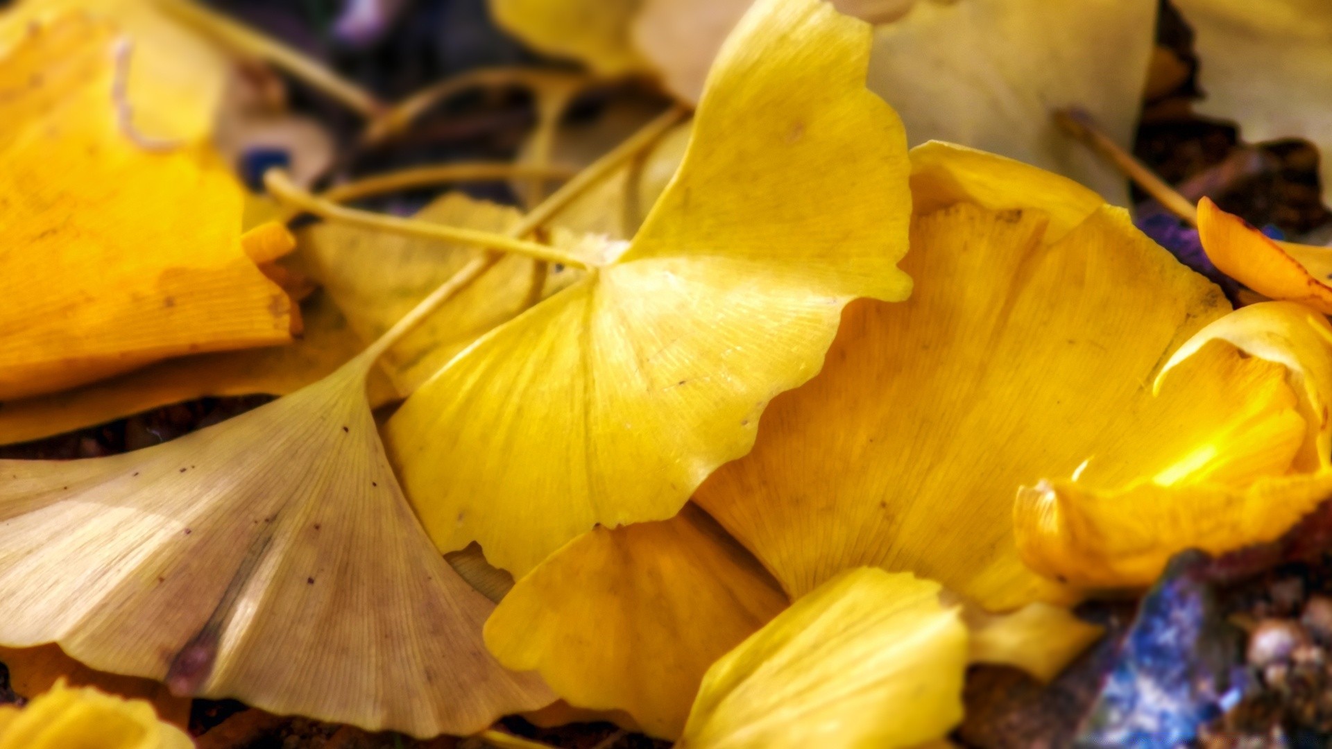 macro fall wood food leaf health desktop color fruit nature group healthy cooking still life medicine gold vegetable