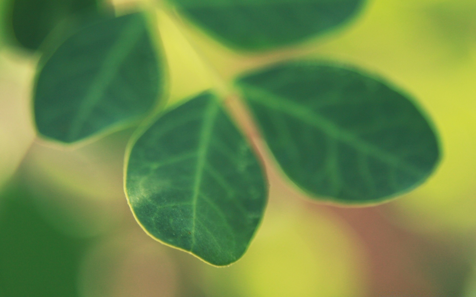 macro leaf flora growth nature purity dew rain lush freshness vein drop ecology summer bright environment garden blur desktop wet