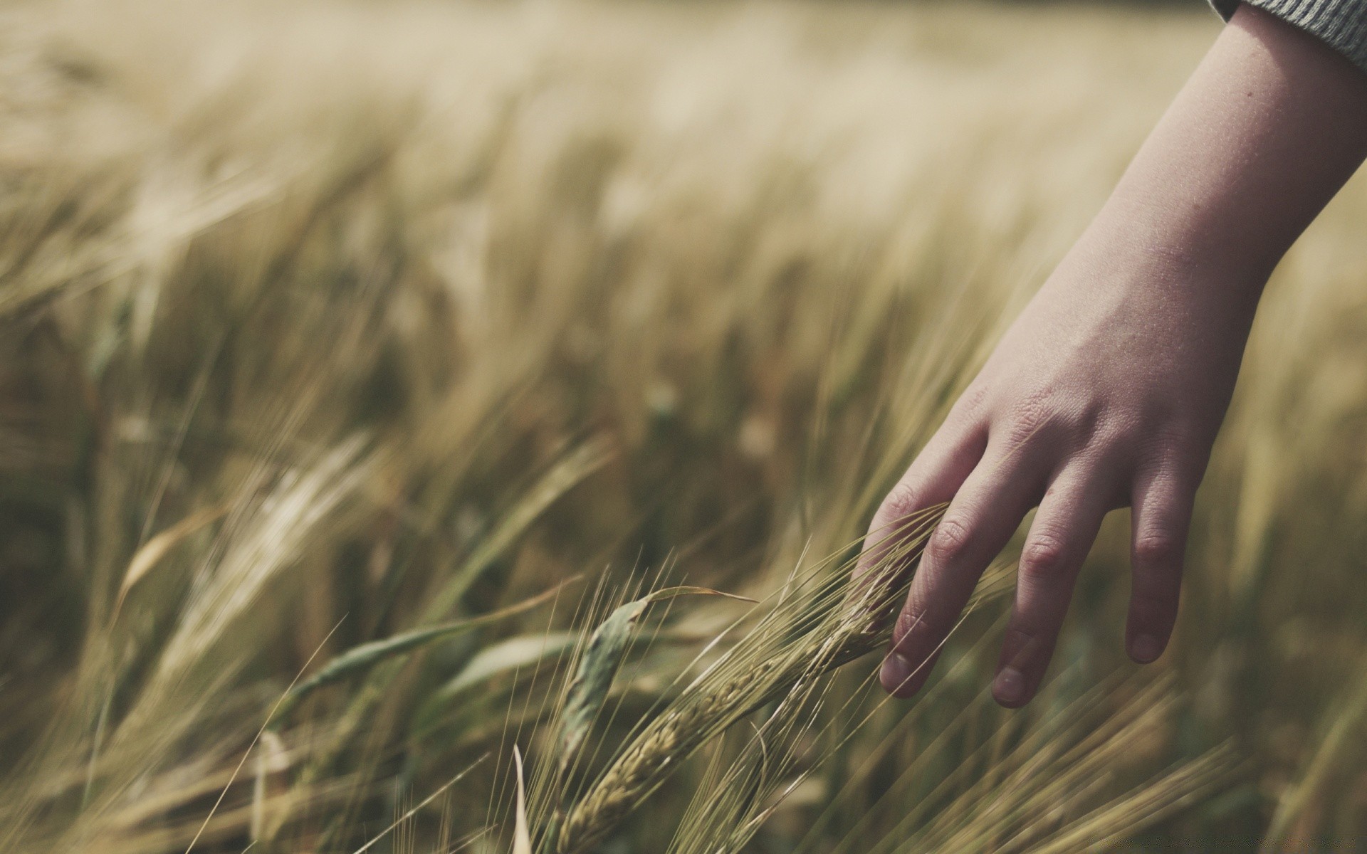 macro wheat cereal field straw gold farm crop nature grass corn sun bread pasture rural summer landscape country hay food seed