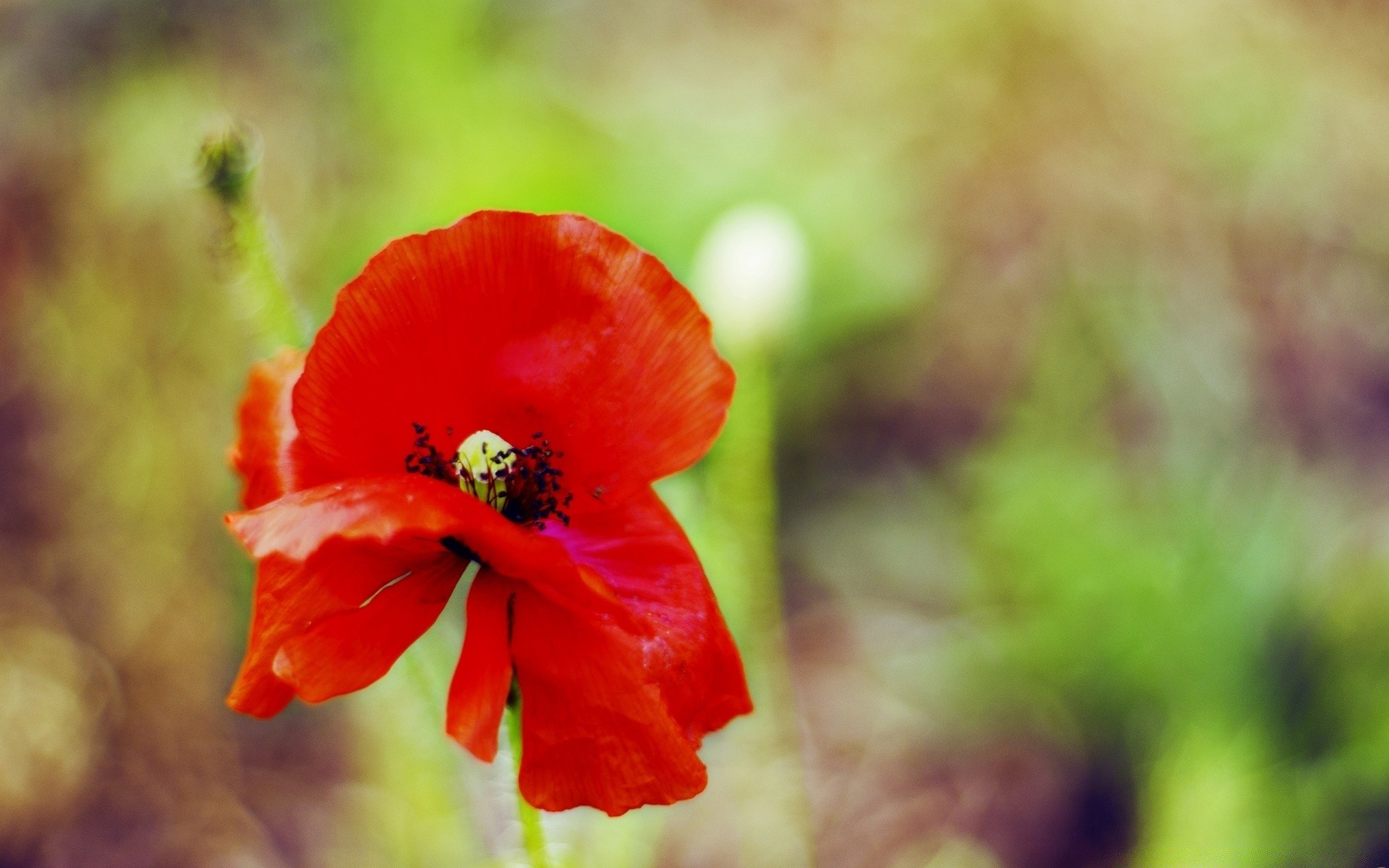 macro nature flower leaf summer flora outdoors blur bright garden growth