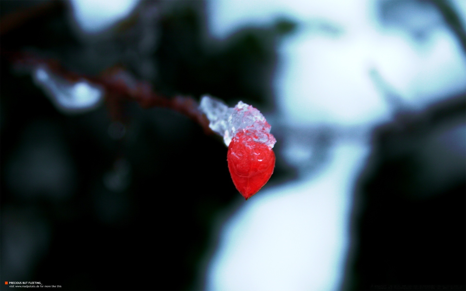 macro desenfoque enfoque invierno navidad naturaleza dof flor fruta al aire libre nieve hoja lluvia