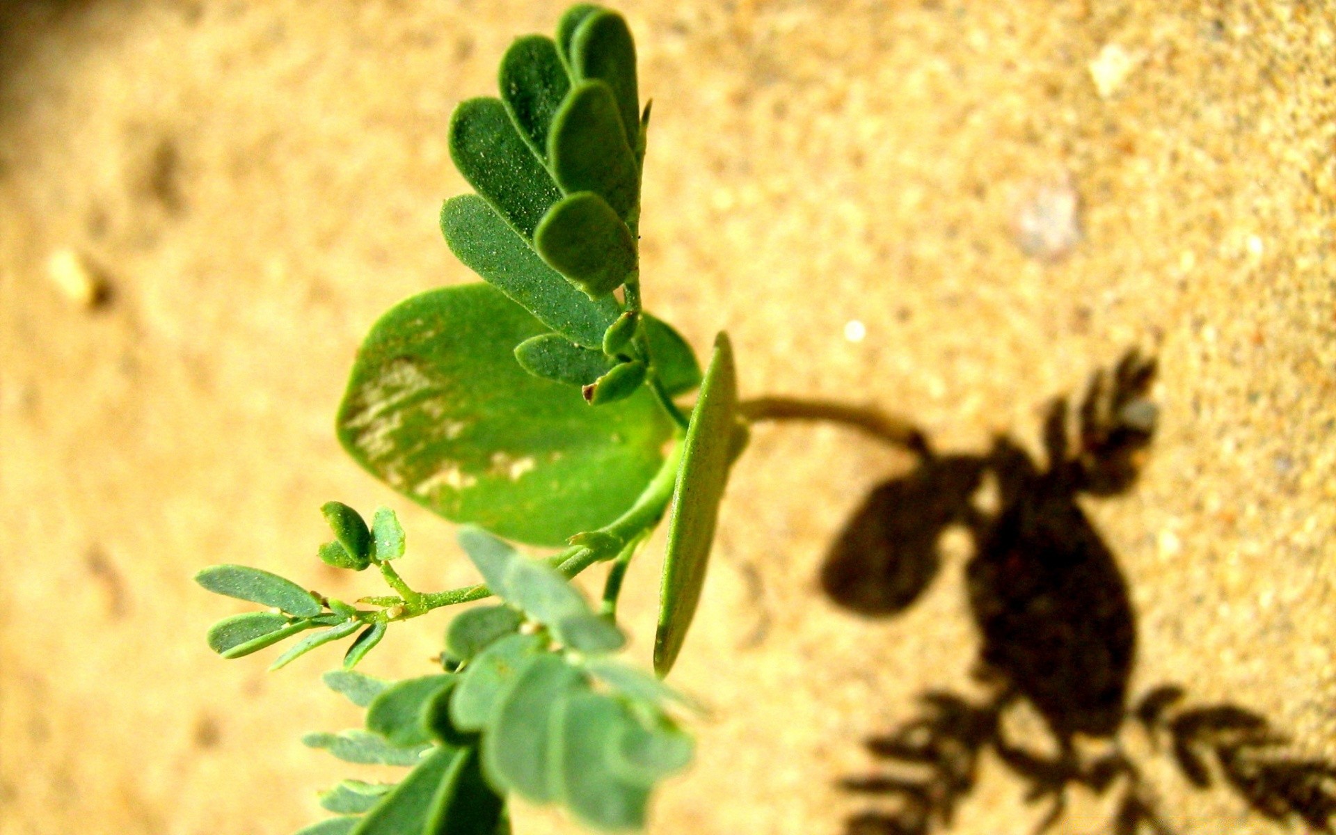 macro medicina naturaleza alimentos salud hoja flora saludable insecto primer plano escritorio