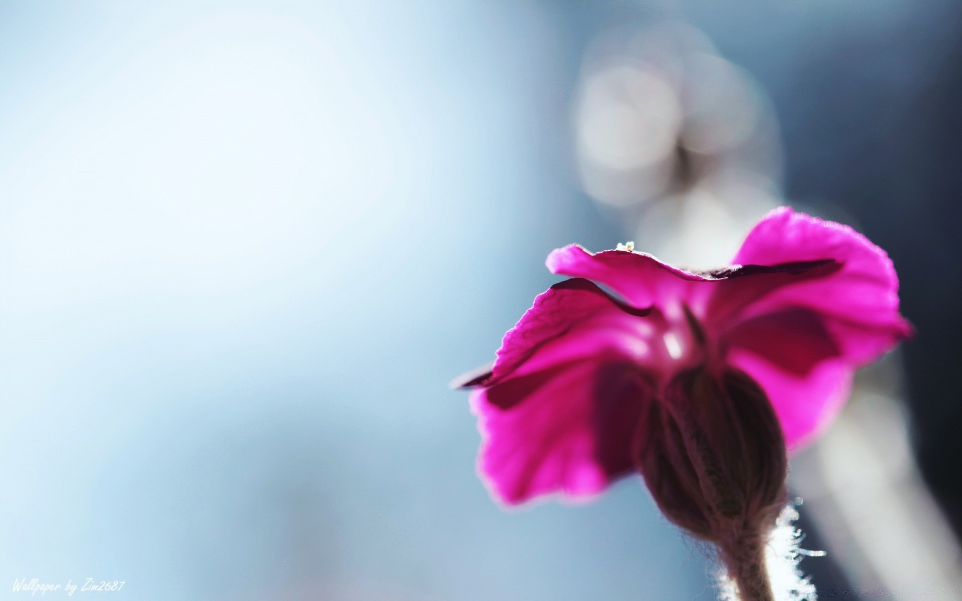 macro nature summer flower bright blur fair weather outdoors sun growth leaf delicate elegant flora