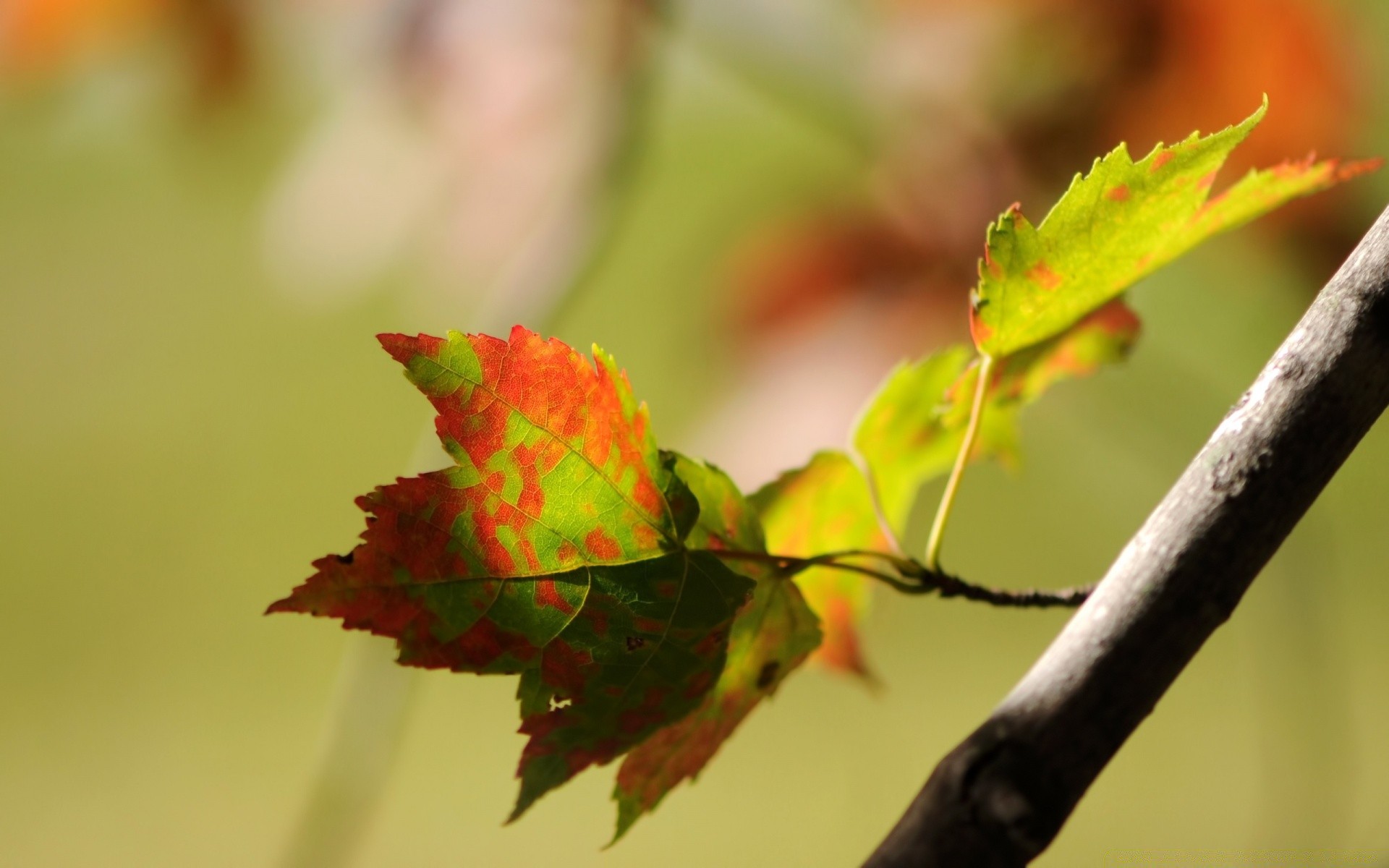 macro feuille nature automne flore à l extérieur croissance arbre flou branche jardin lumineux couleur gros plan