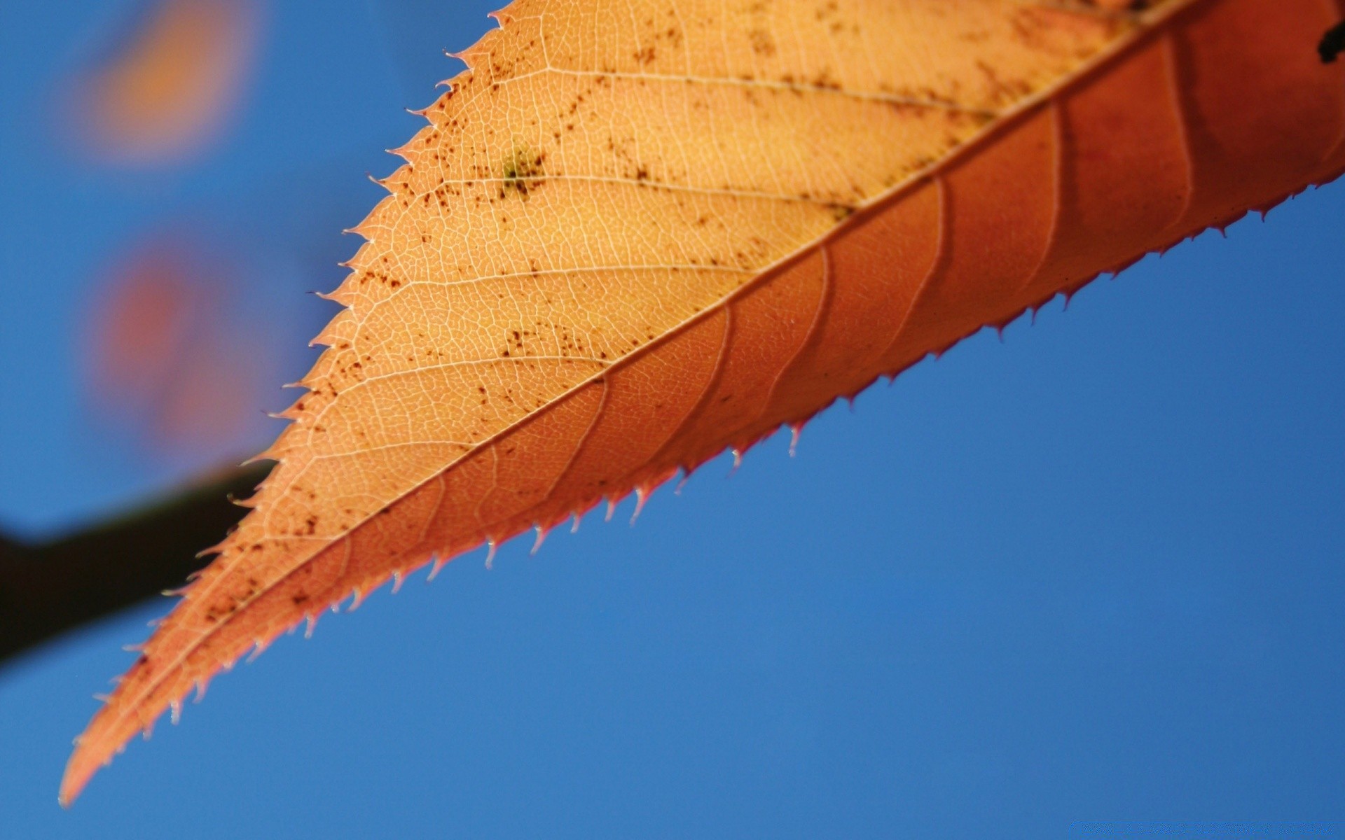 macro colore cielo