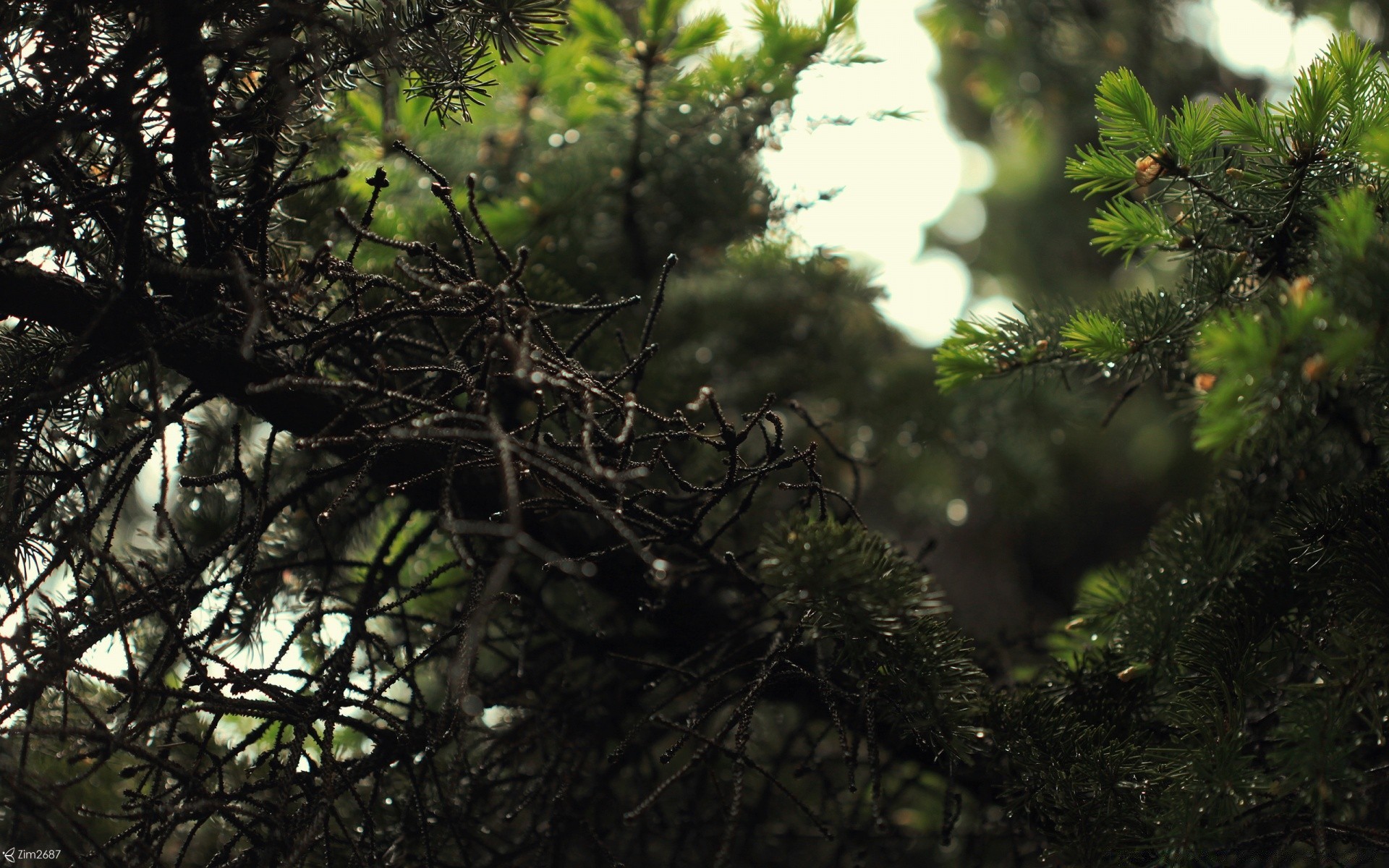 makro fotoğrafçılığı ağaç doğa şube ahşap ortamlar yaprak açık havada manzara evergreen iğne yapraklı ağaçlar çam flora park güneş kuş iğneler büyüme kış bahçe