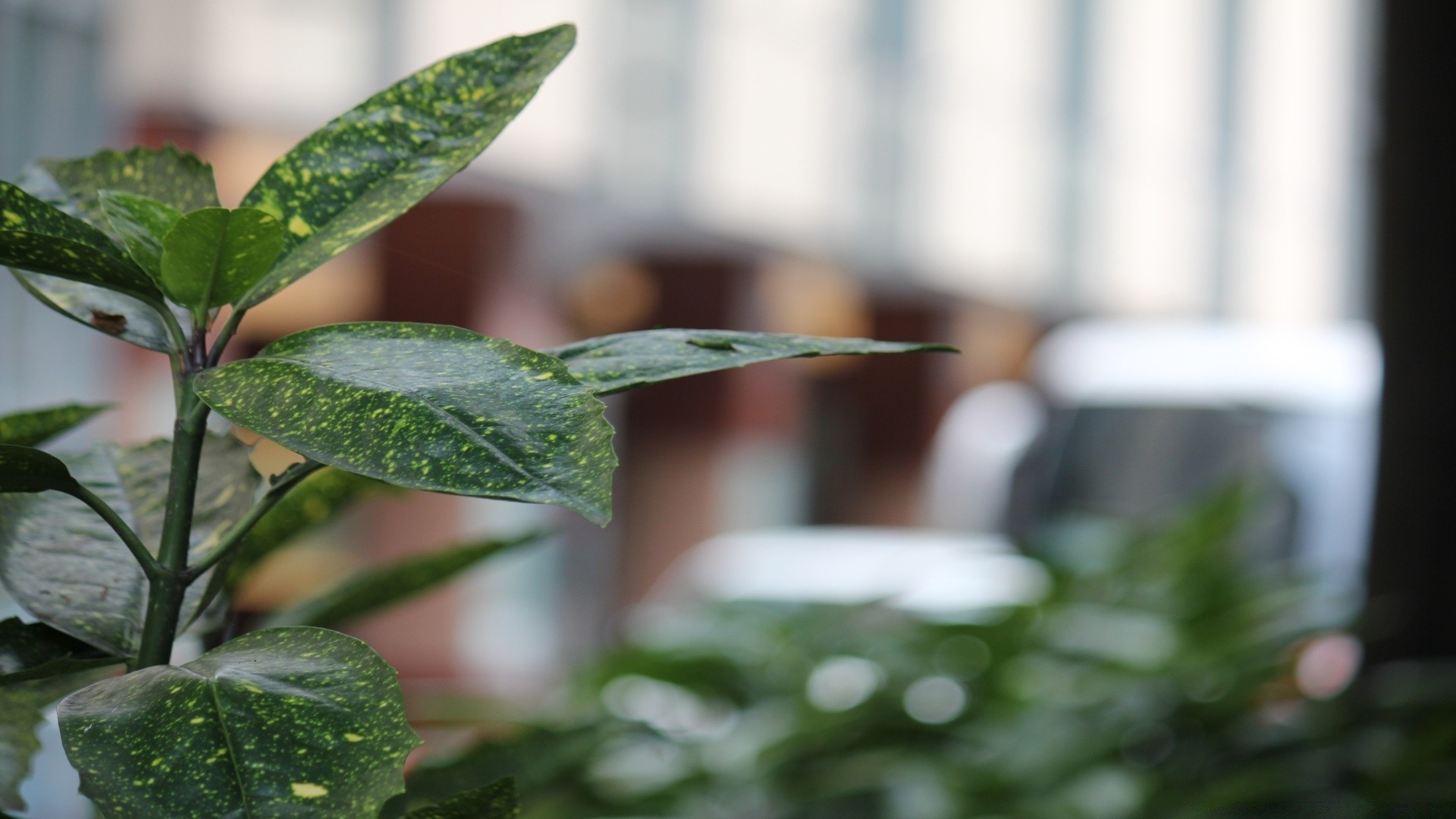 makroaufnahme blatt natur flora unschärfe wachstum dof regen herbst garten