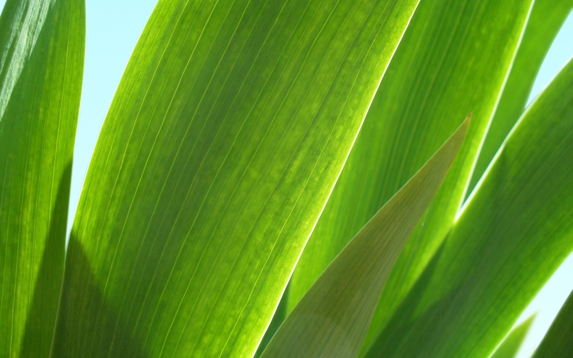 makro liść flora wzrost bujna fotosynteza natura środowisko ekologia rosa ogród jasny lato deszcz botaniczny łuska żyły