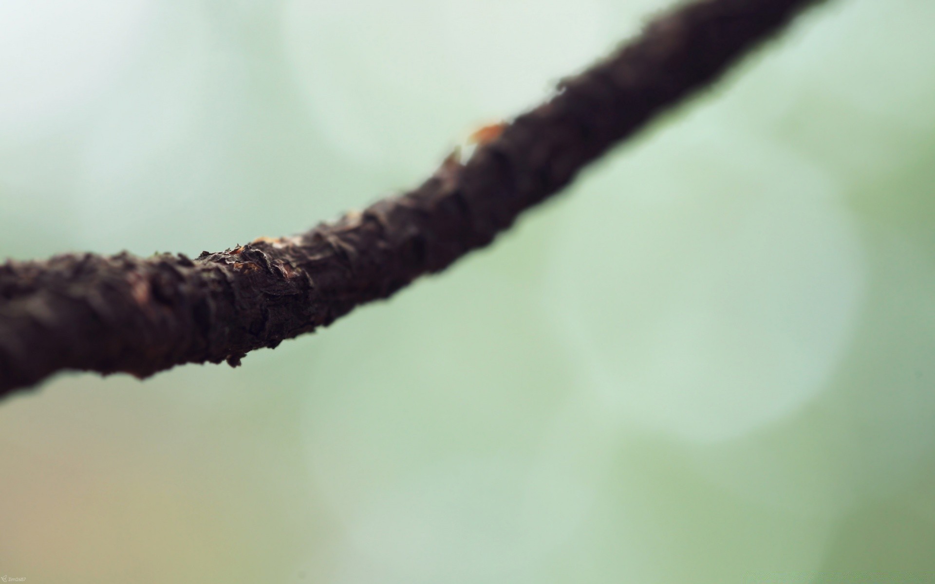 macro blur leaf nature outdoors dof rain tree daylight growth insect